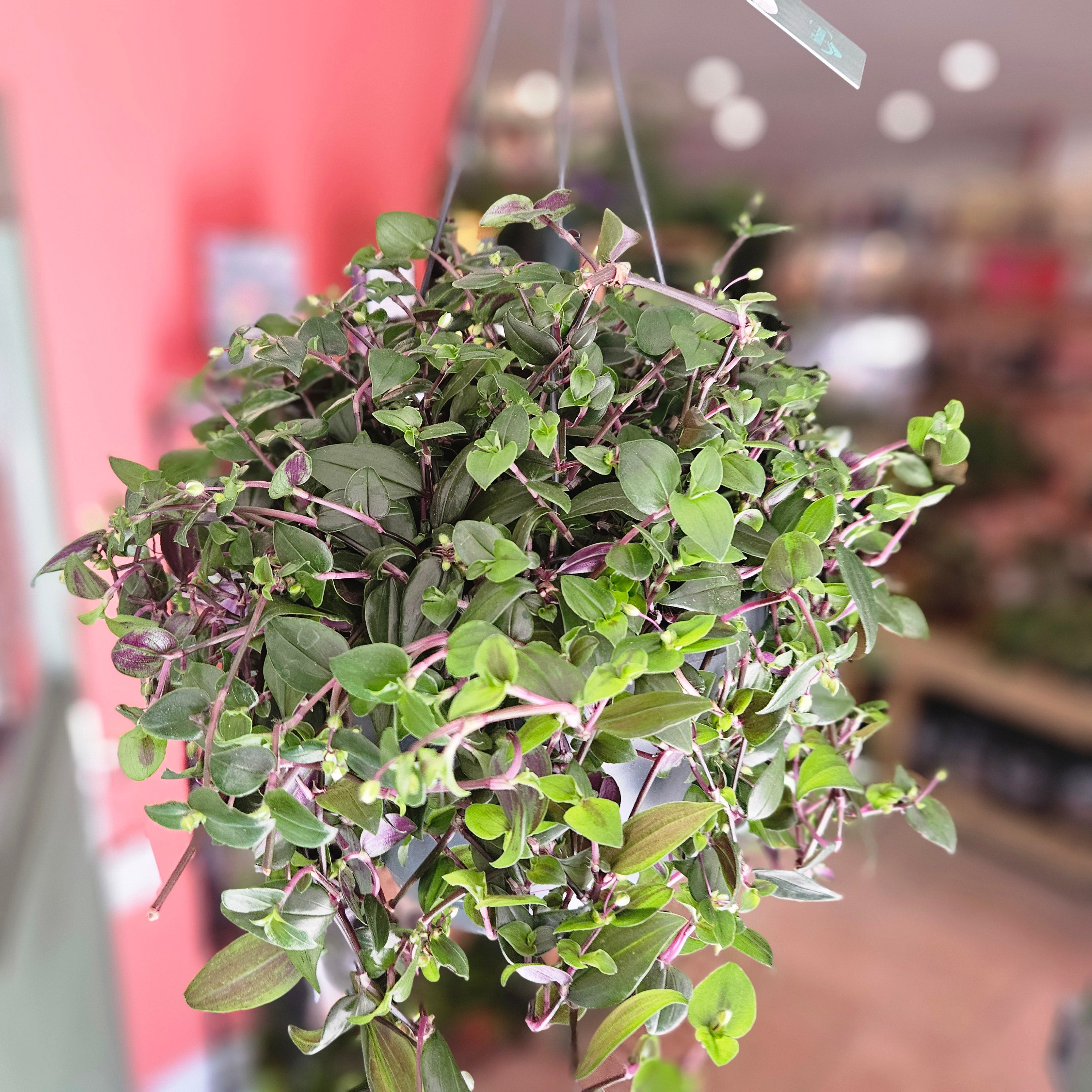 green and purple hanging plant Buy Tradescantia mundala 'Green Hill' (Inch Plant)
