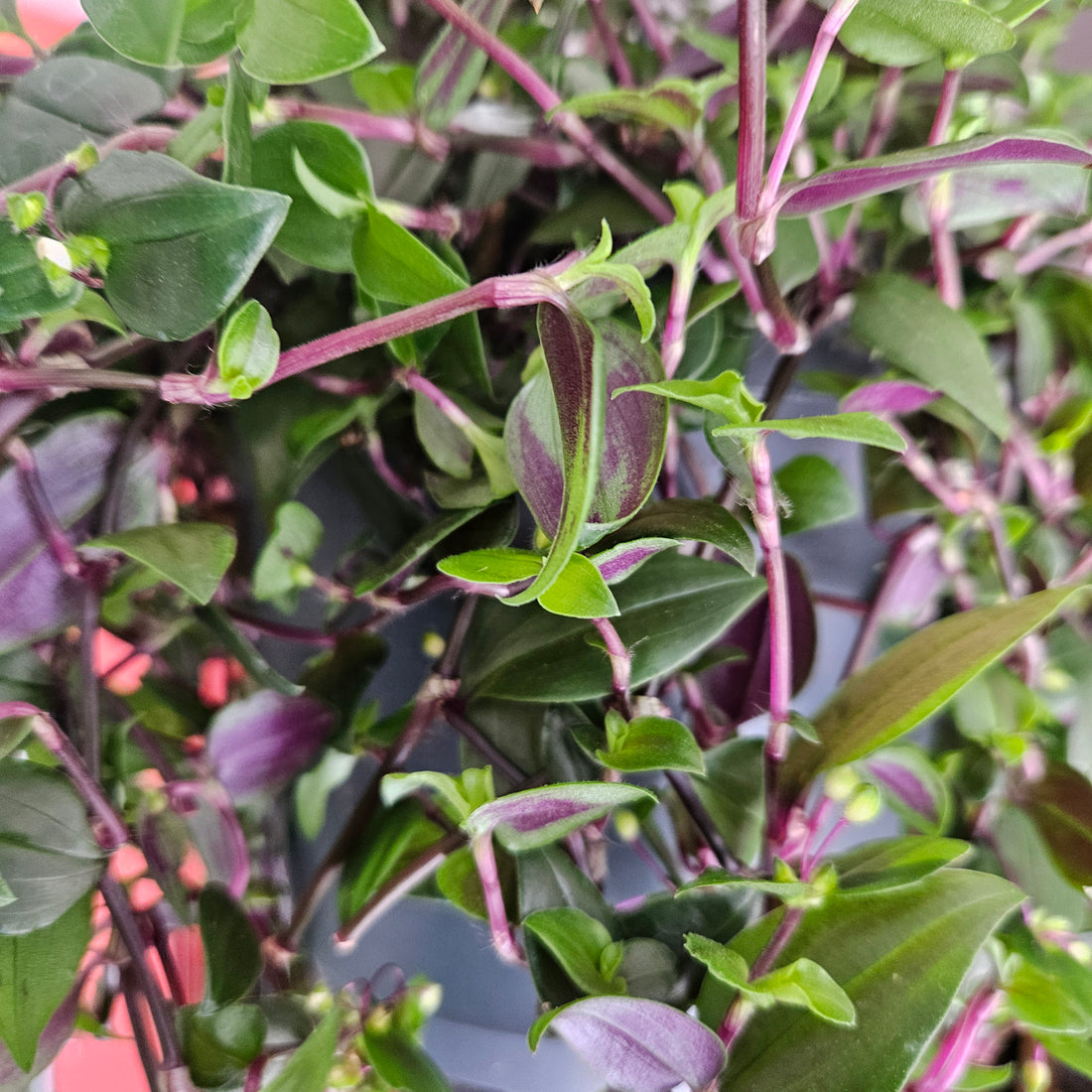 Tradescantia mundala &