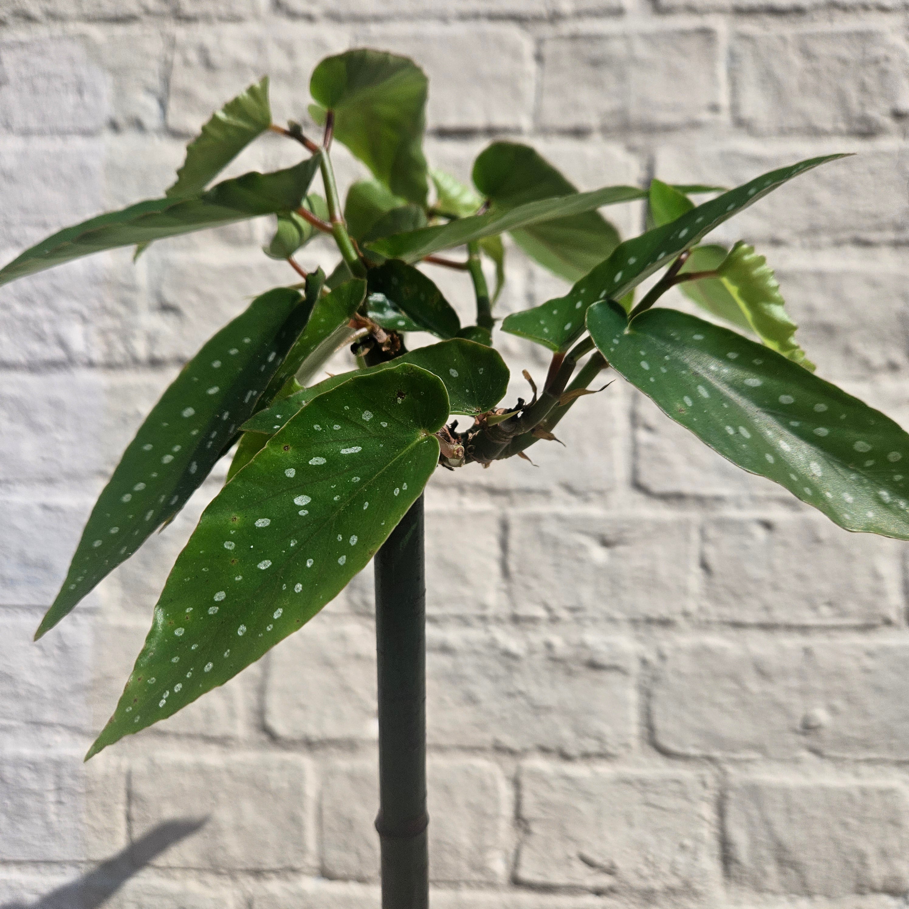 Begonia tamaya (Bamboo Begonia)