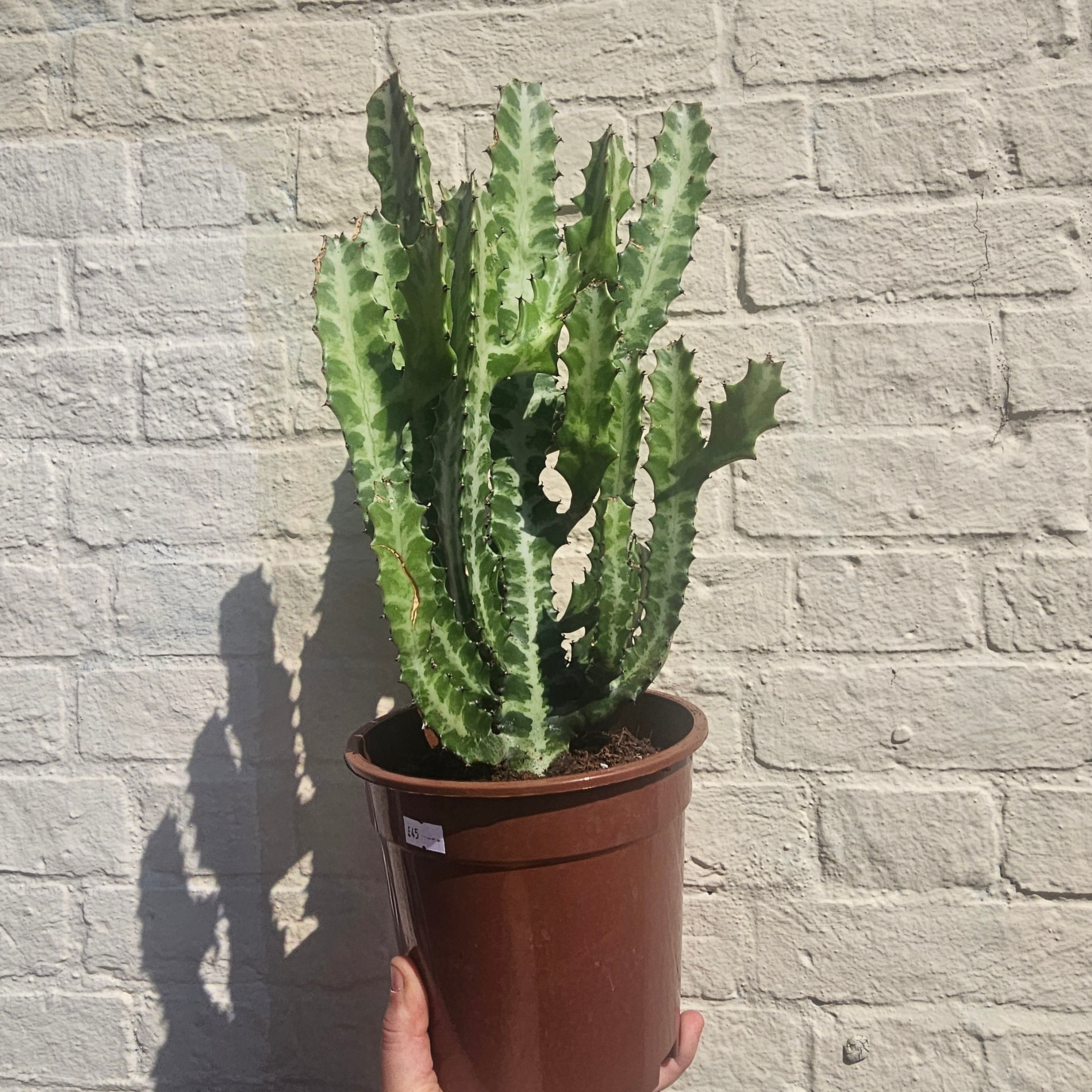 Euphorbia lactea (Mottled candlestick tree)