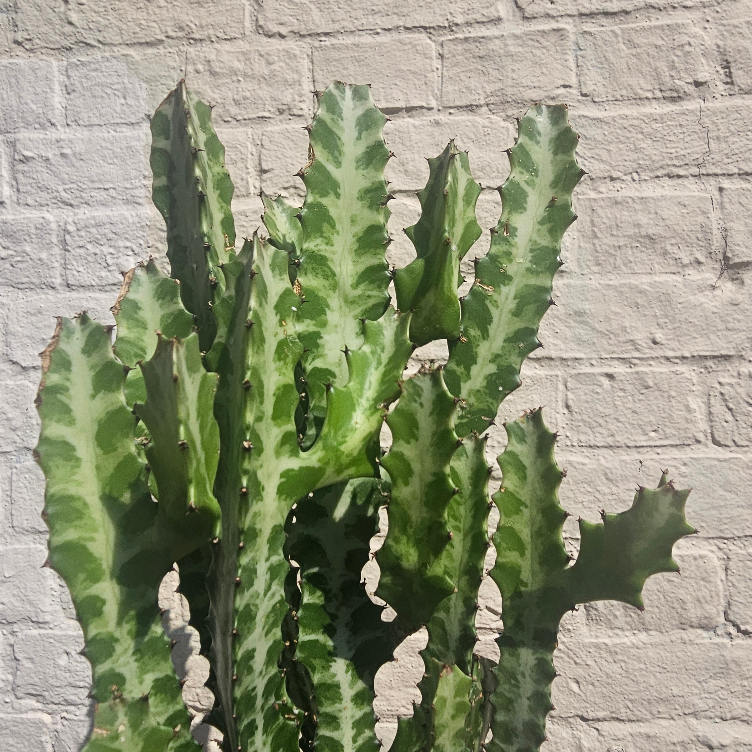 Euphorbia lactea (Mottled candlestick tree)