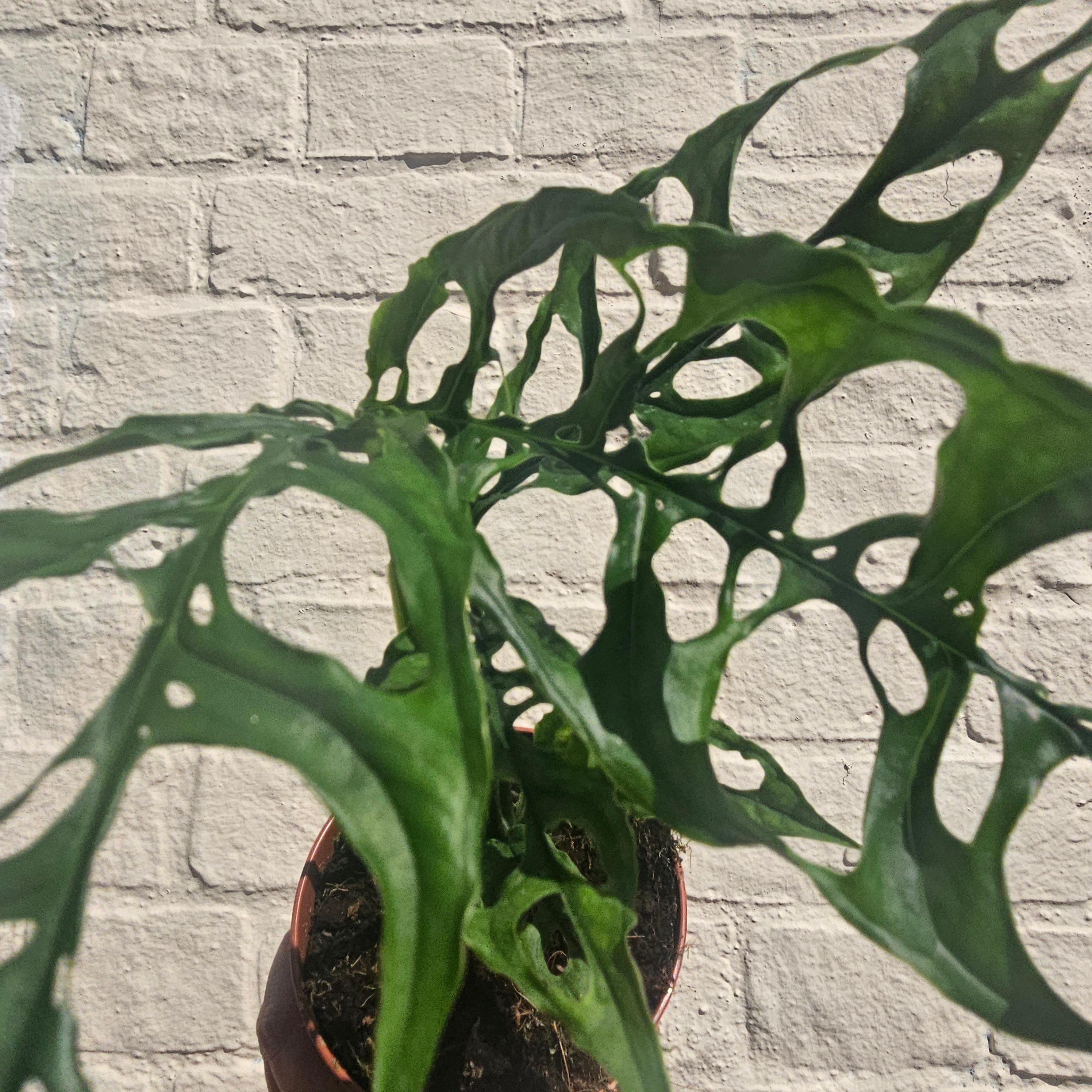 Monstera obliqua &