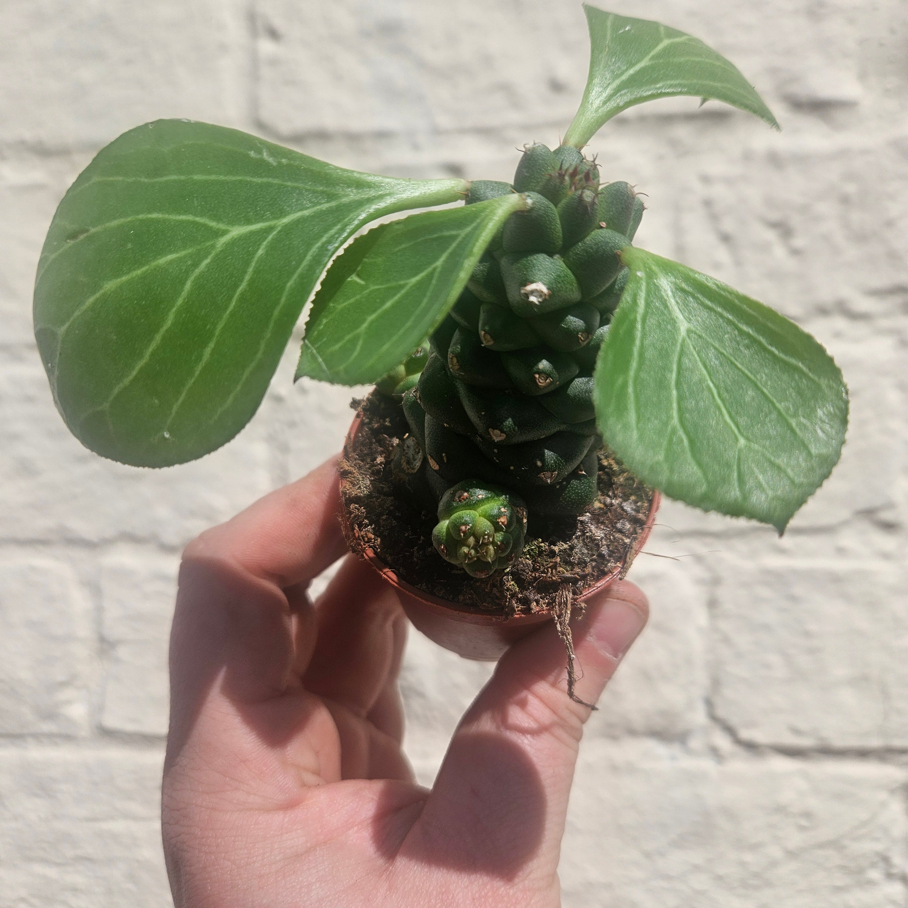 Euphorbia ritchiei (Madagascar Spurge)