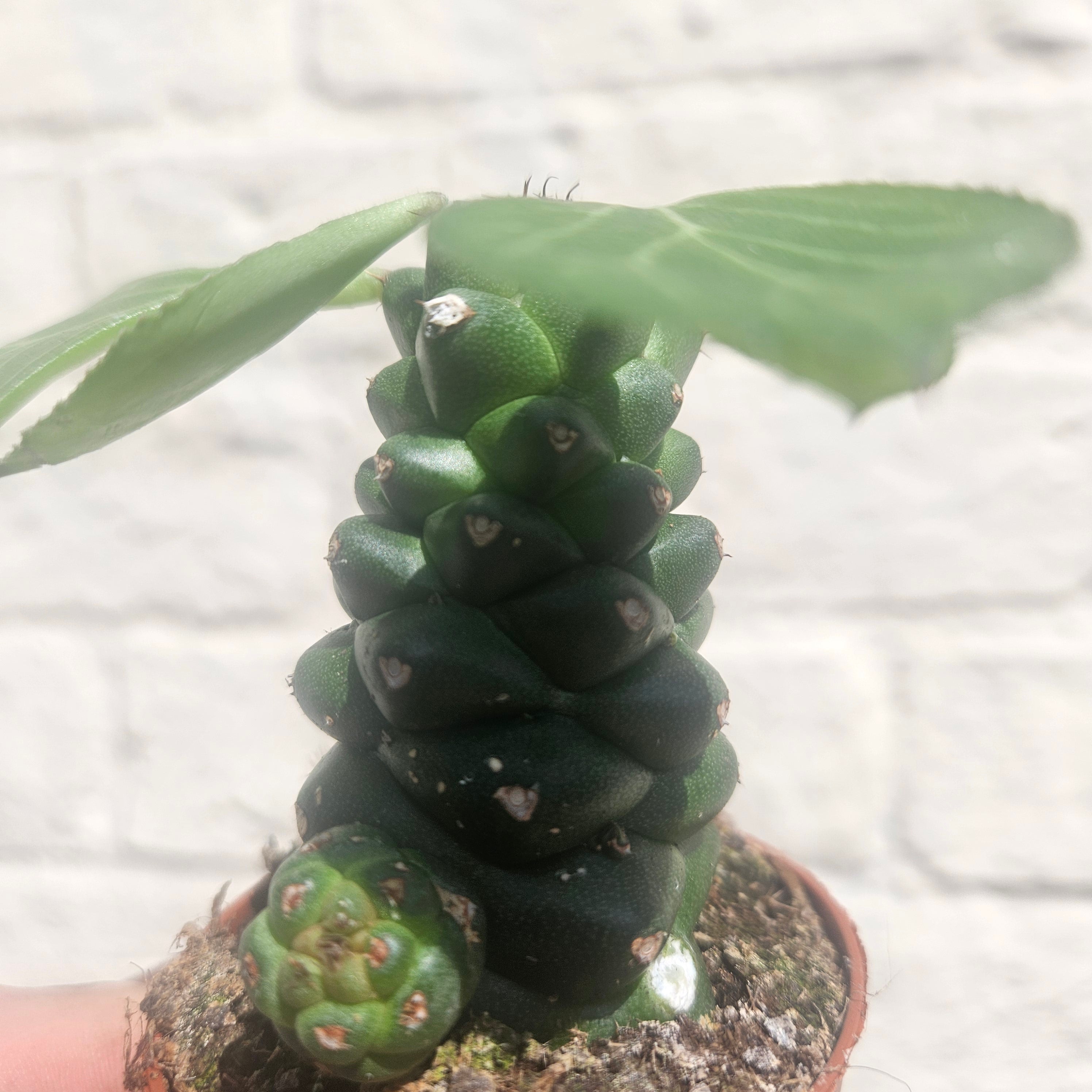 Euphorbia ritchiei (Madagascar Spurge)