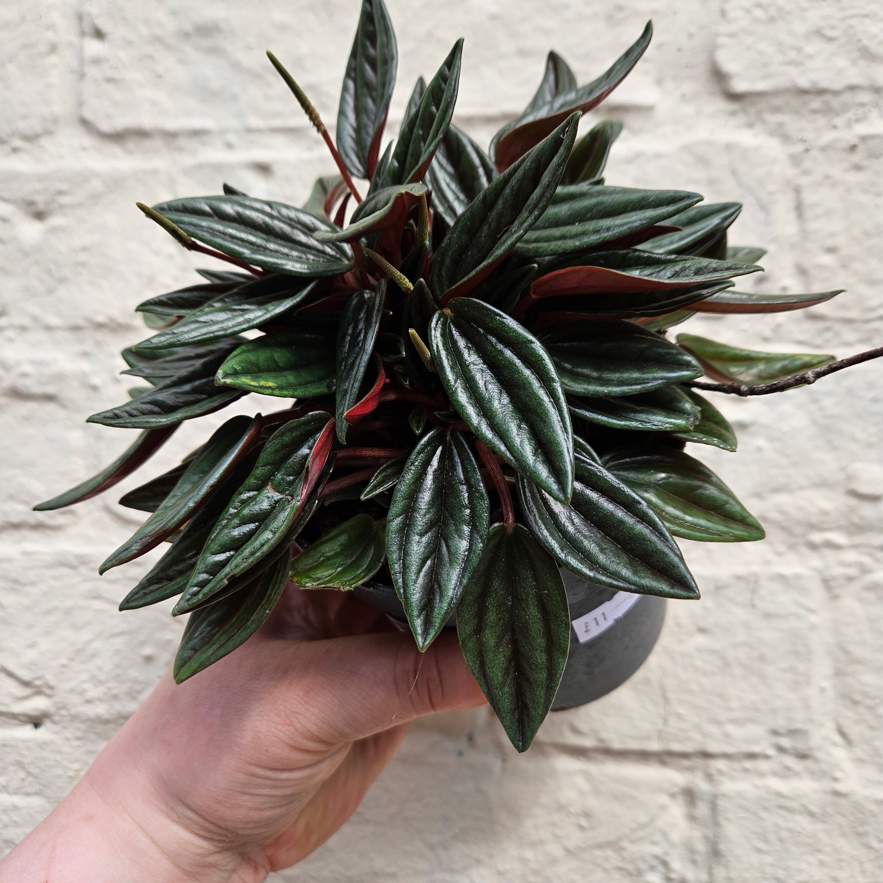 Peperomia Caperata &