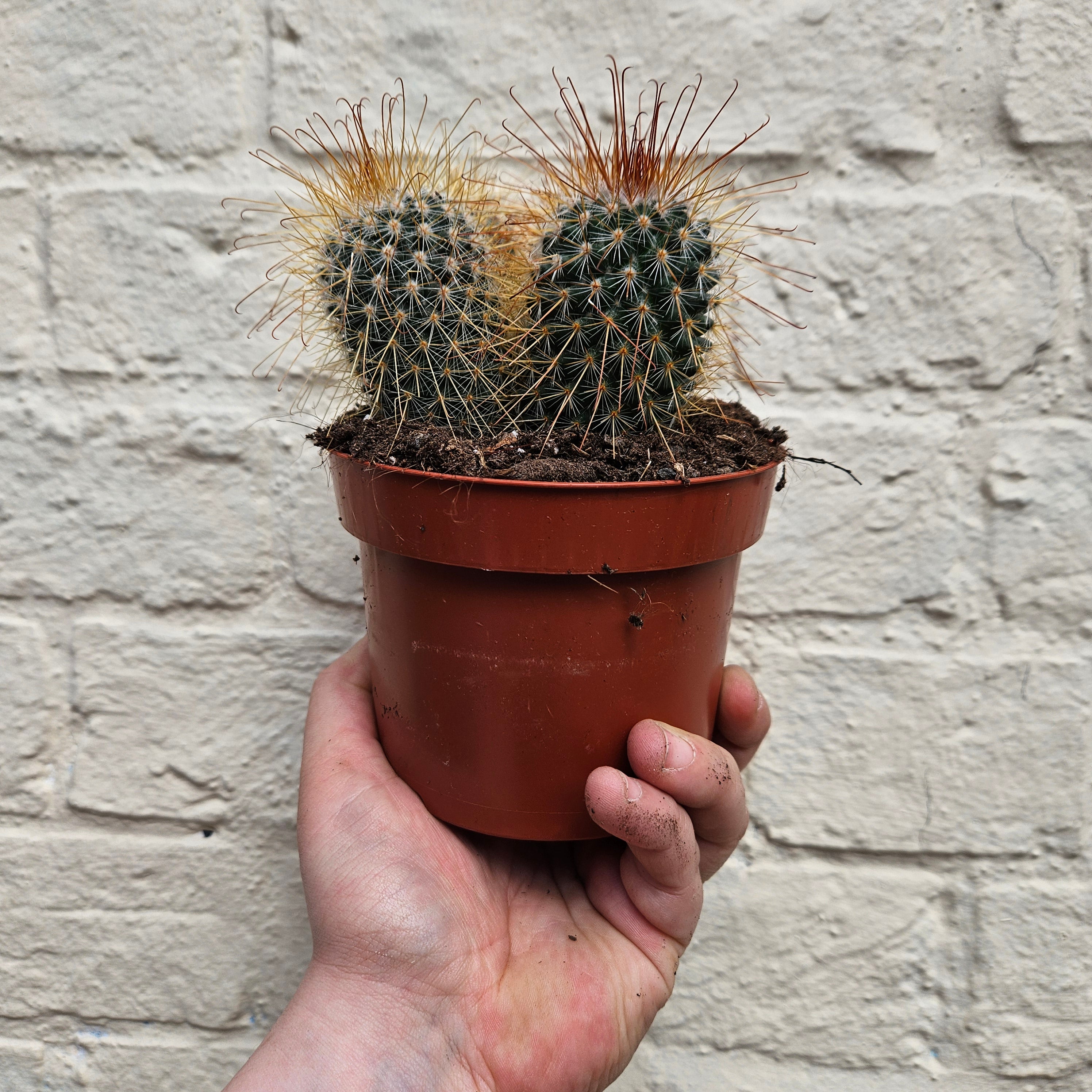 Mammillaria magnifica