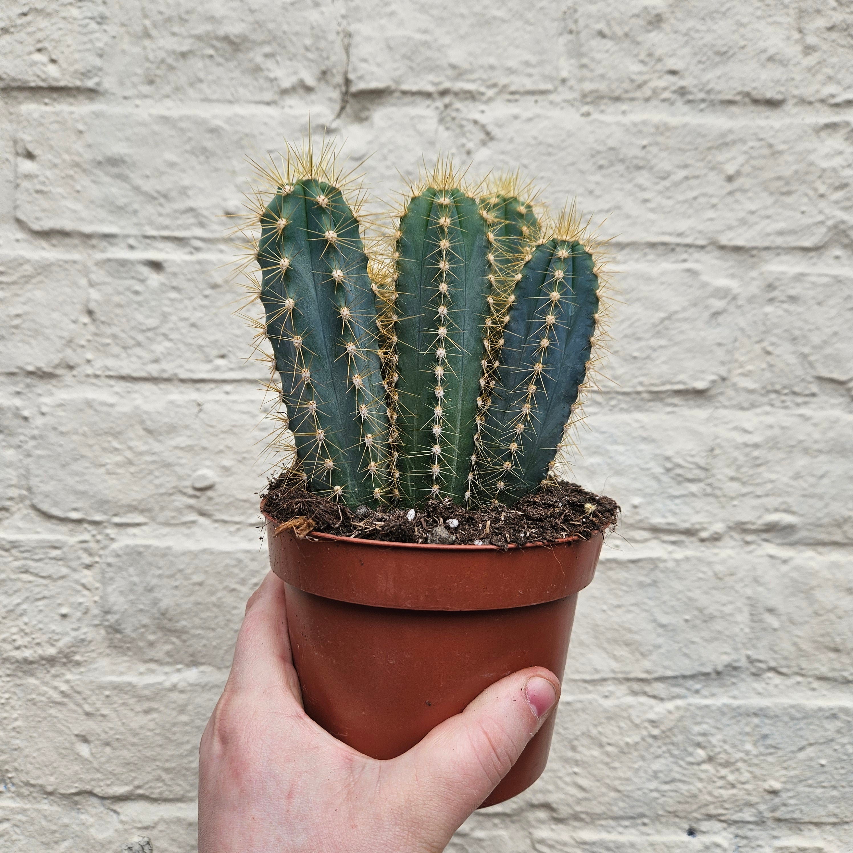 Pilosocereus azureus syn. Cereus azureus (Blue Torch Cactus)