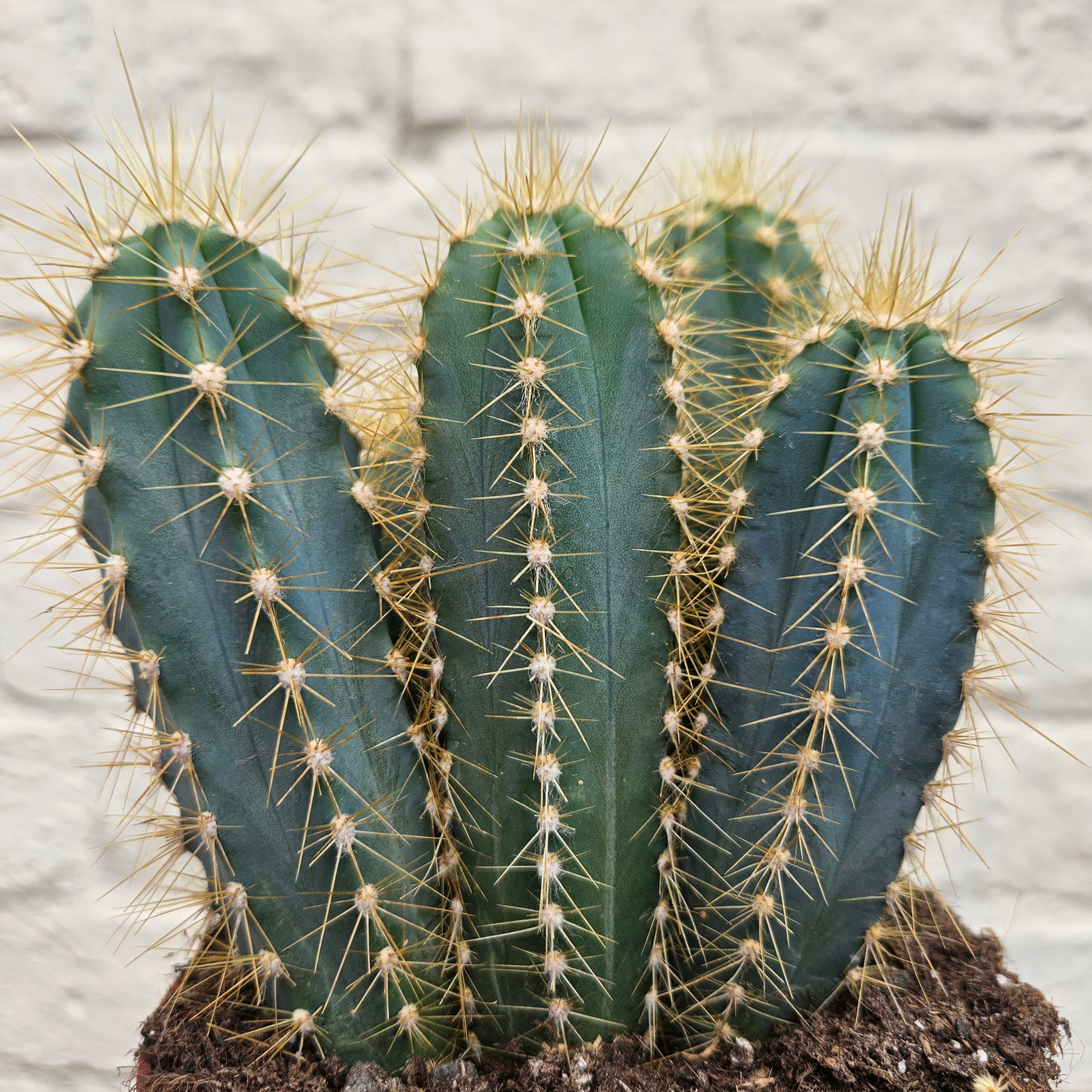 Pilosocereus azureus syn. Cereus azureus (Blue Torch Cactus)