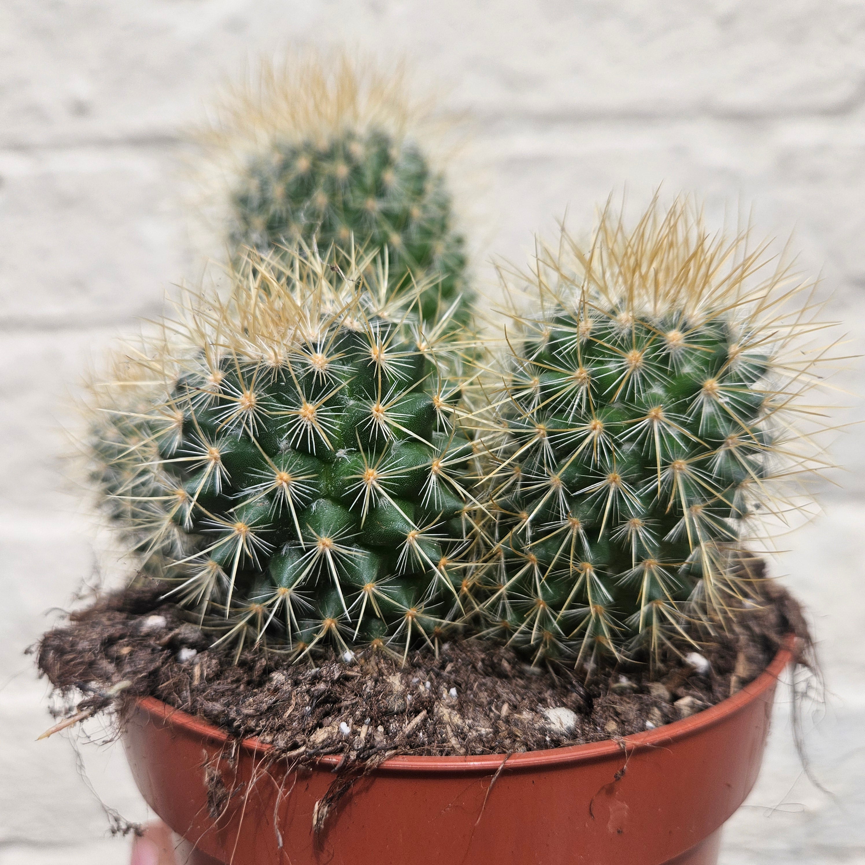 Mammillaria pringlei (Lemon Ball Cactus)