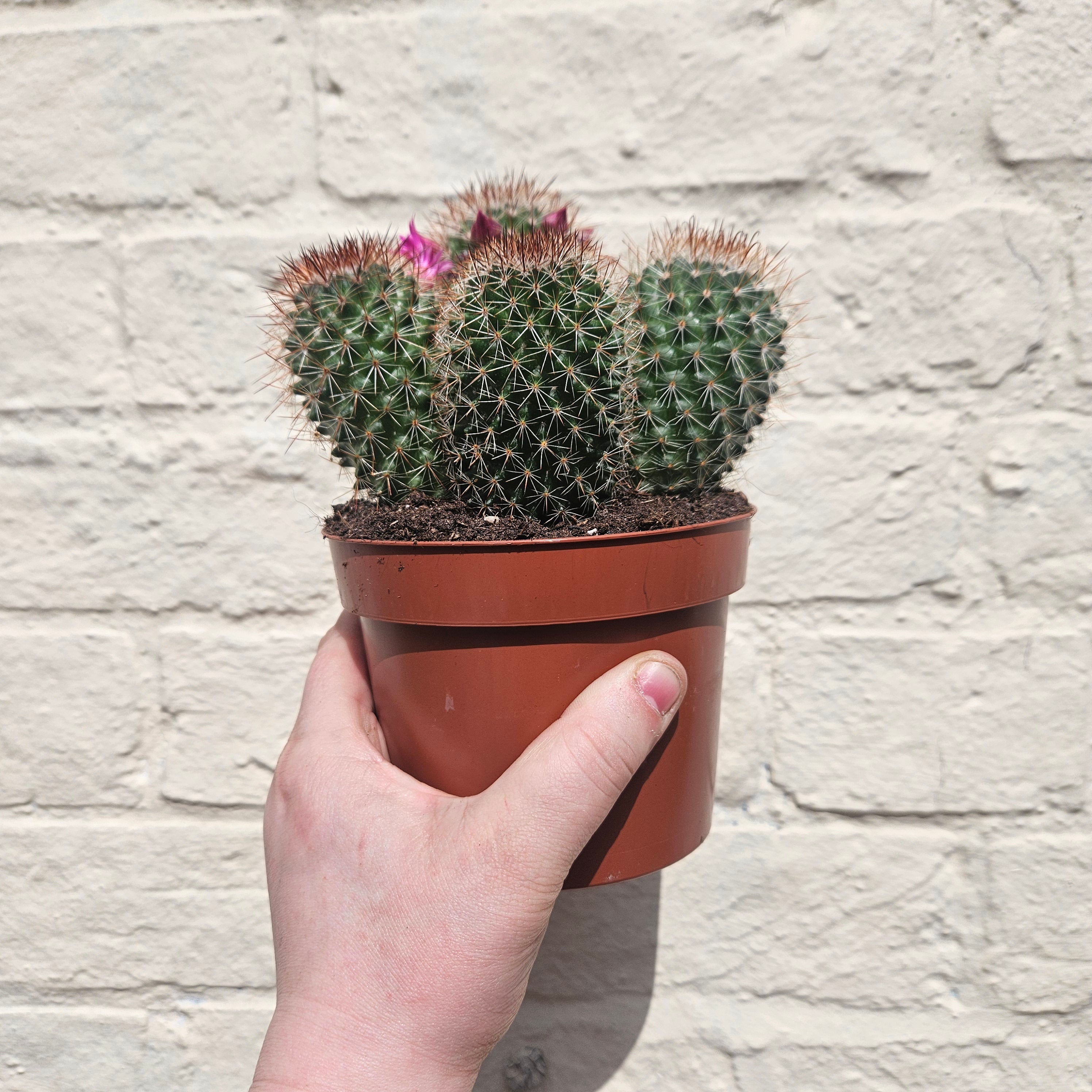 Mammillaria spinosissima (Spiny Pincushion Cactus)