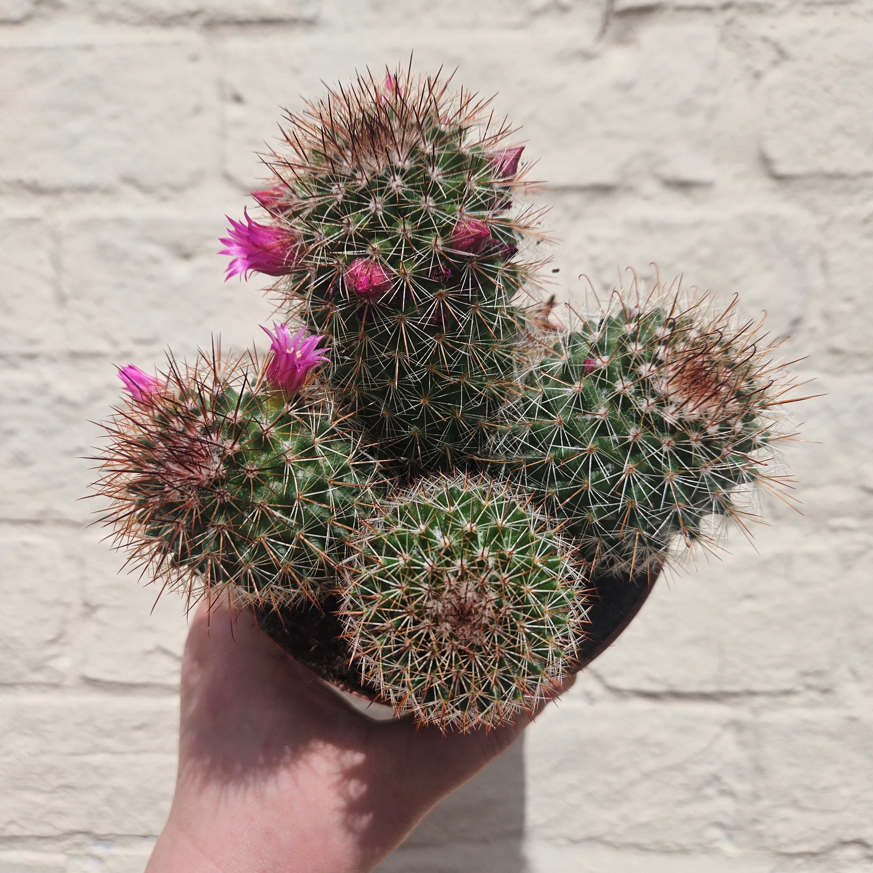 Mammillaria spinosissima (Spiny Pincushion Cactus)