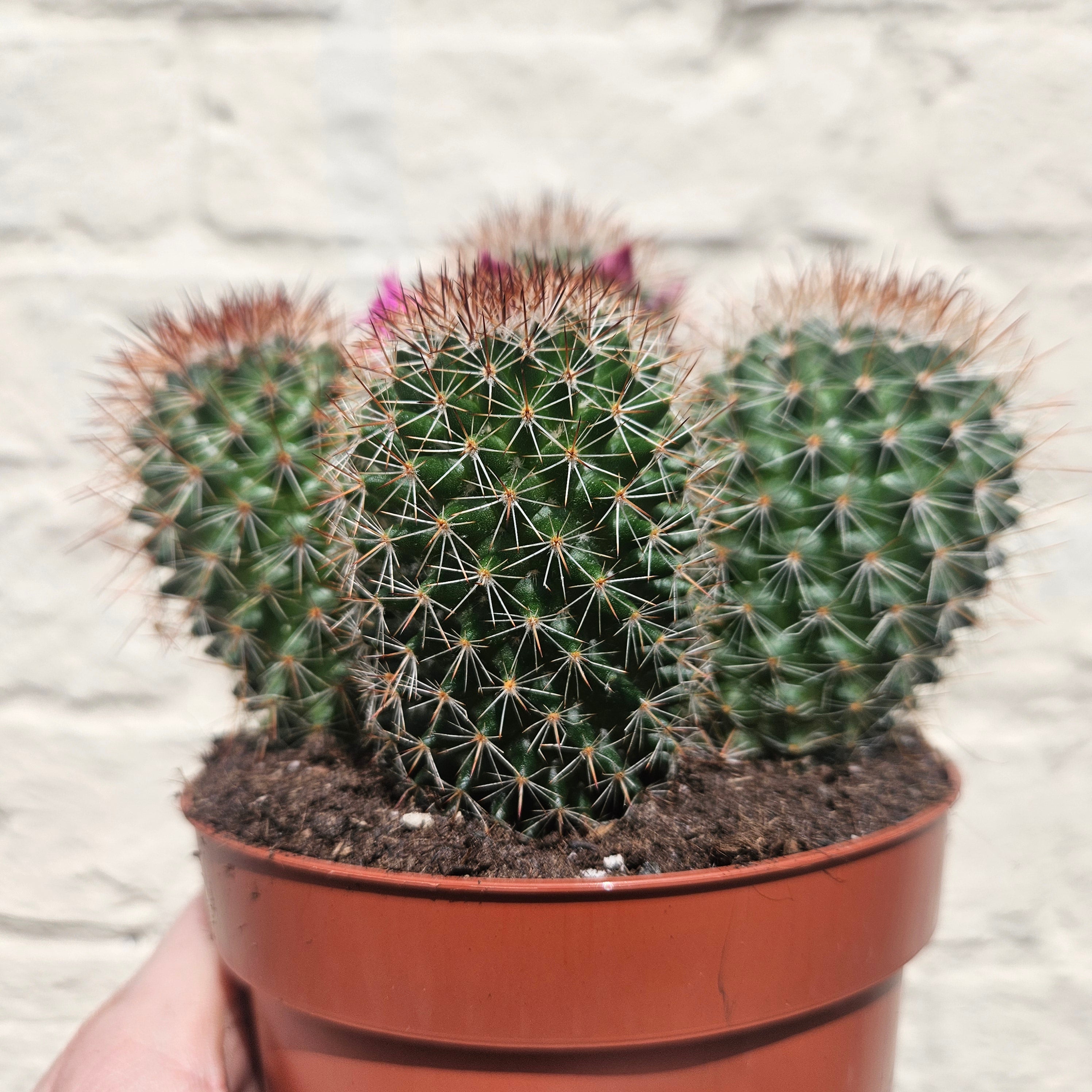 Mammillaria spinosissima (Spiny Pincushion Cactus)