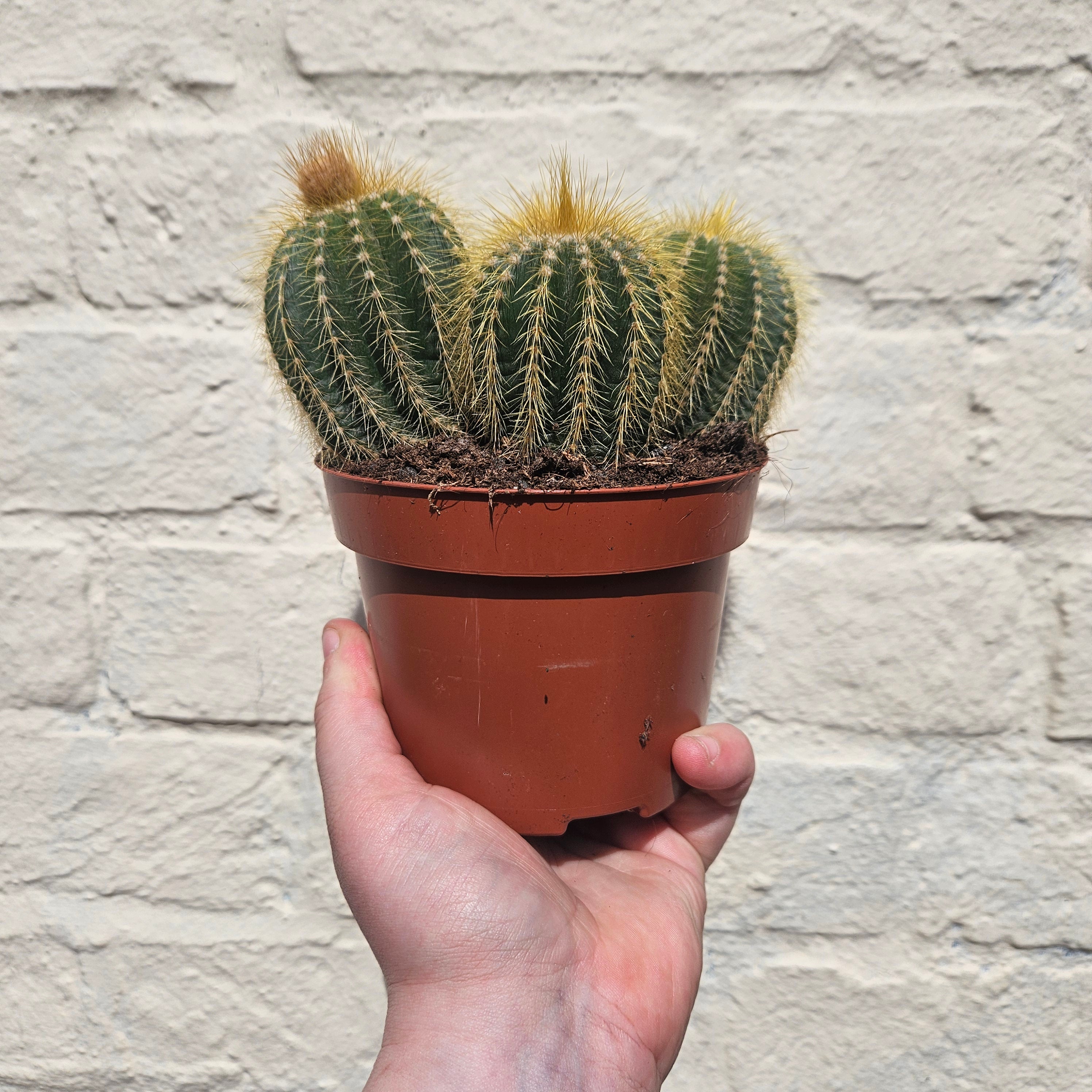 Notocactus warasii (Parodia warasii)