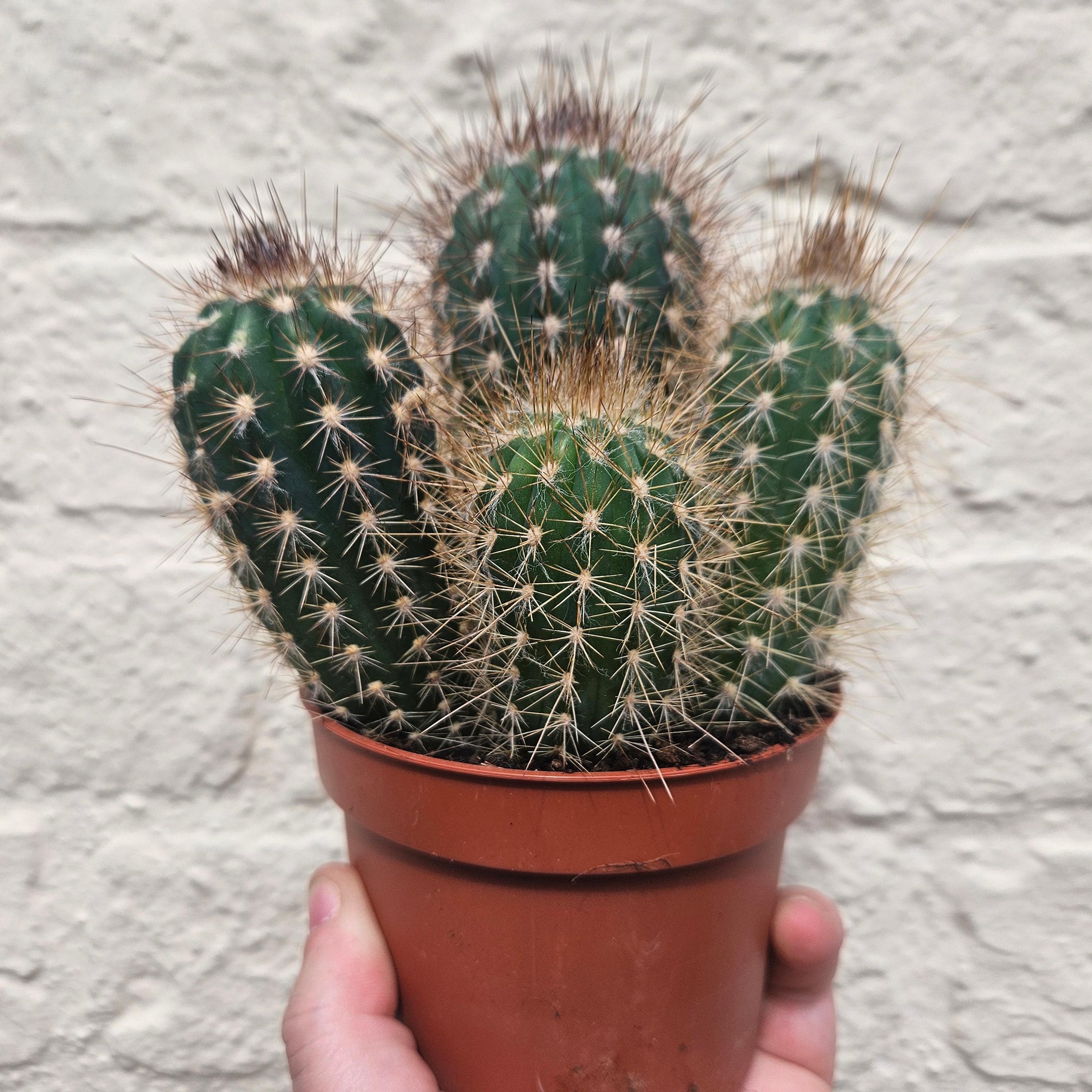 Xique xique gounellei syn. Pilosocereus gounellei (Chique- Chique cactus)