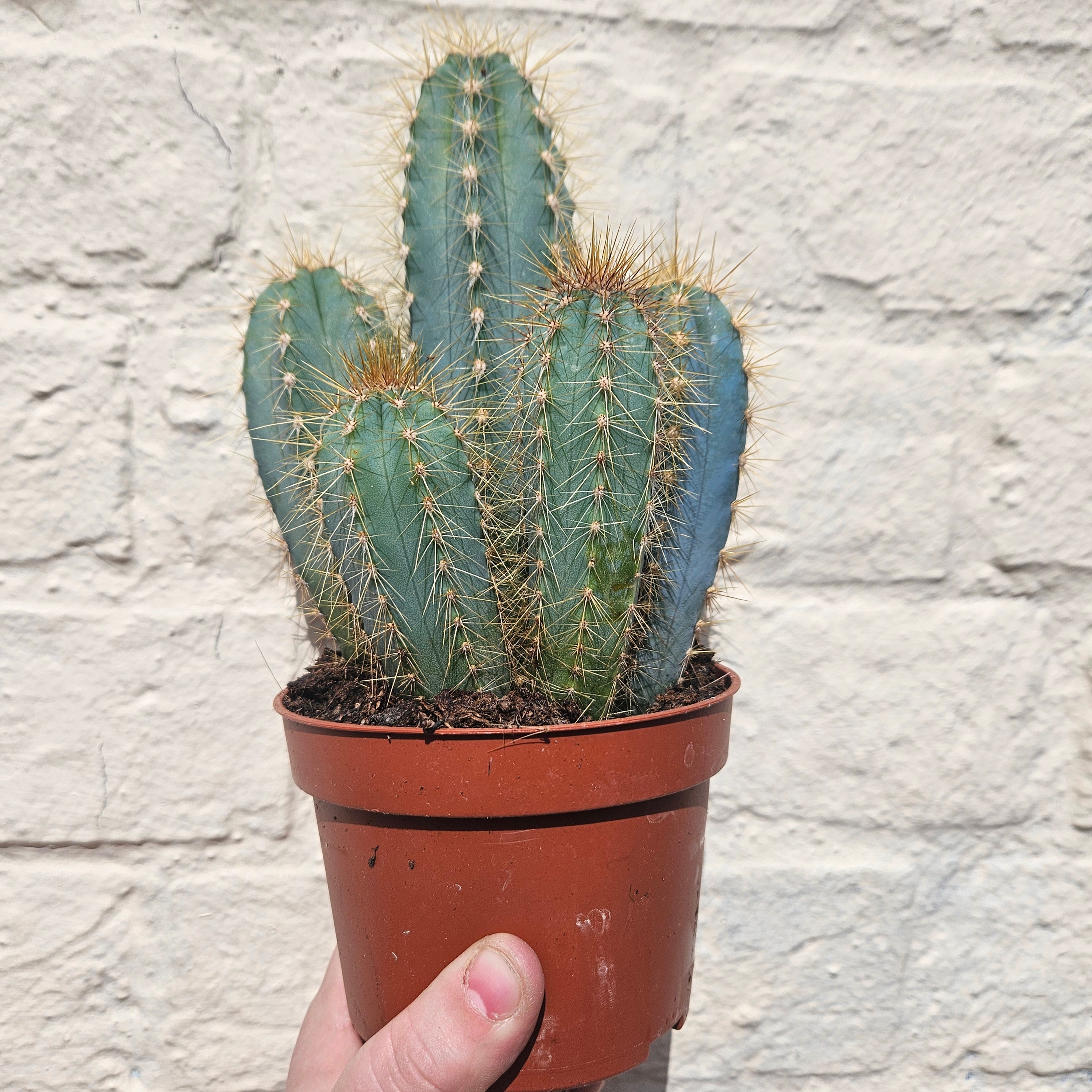Pilosocereus azureus syn. Cereus azureus (Blue Torch Cactus)