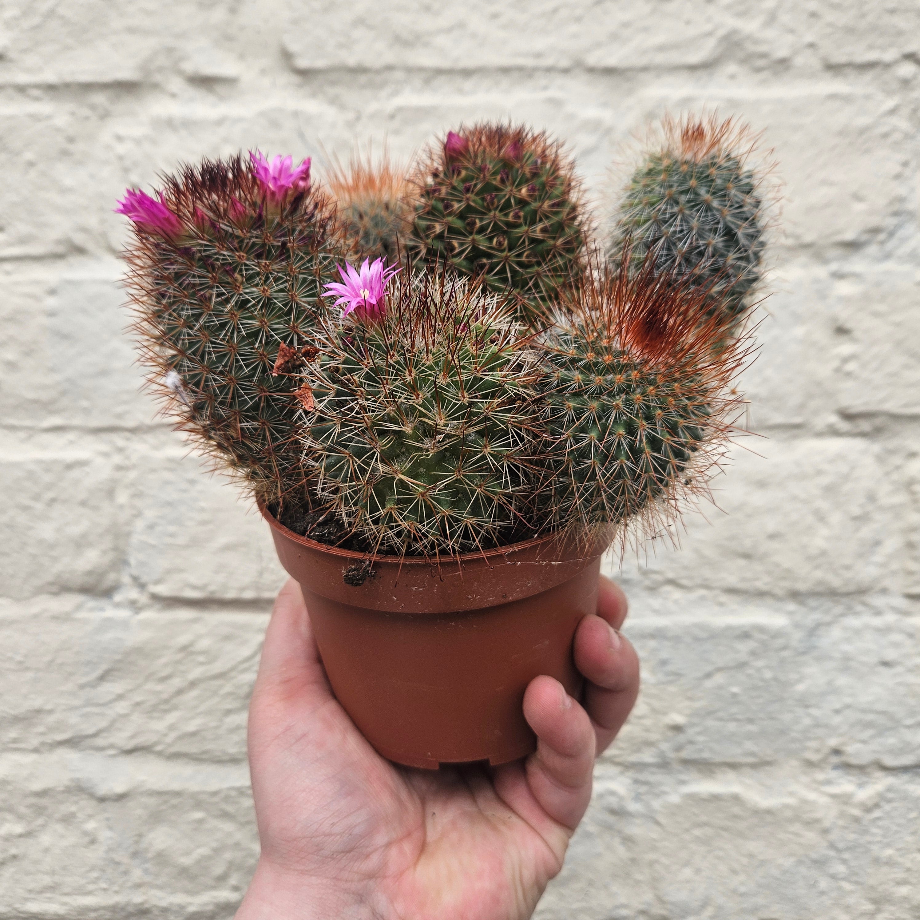 Mammillaria spinosissima (Spiny Pincushion Cactus)