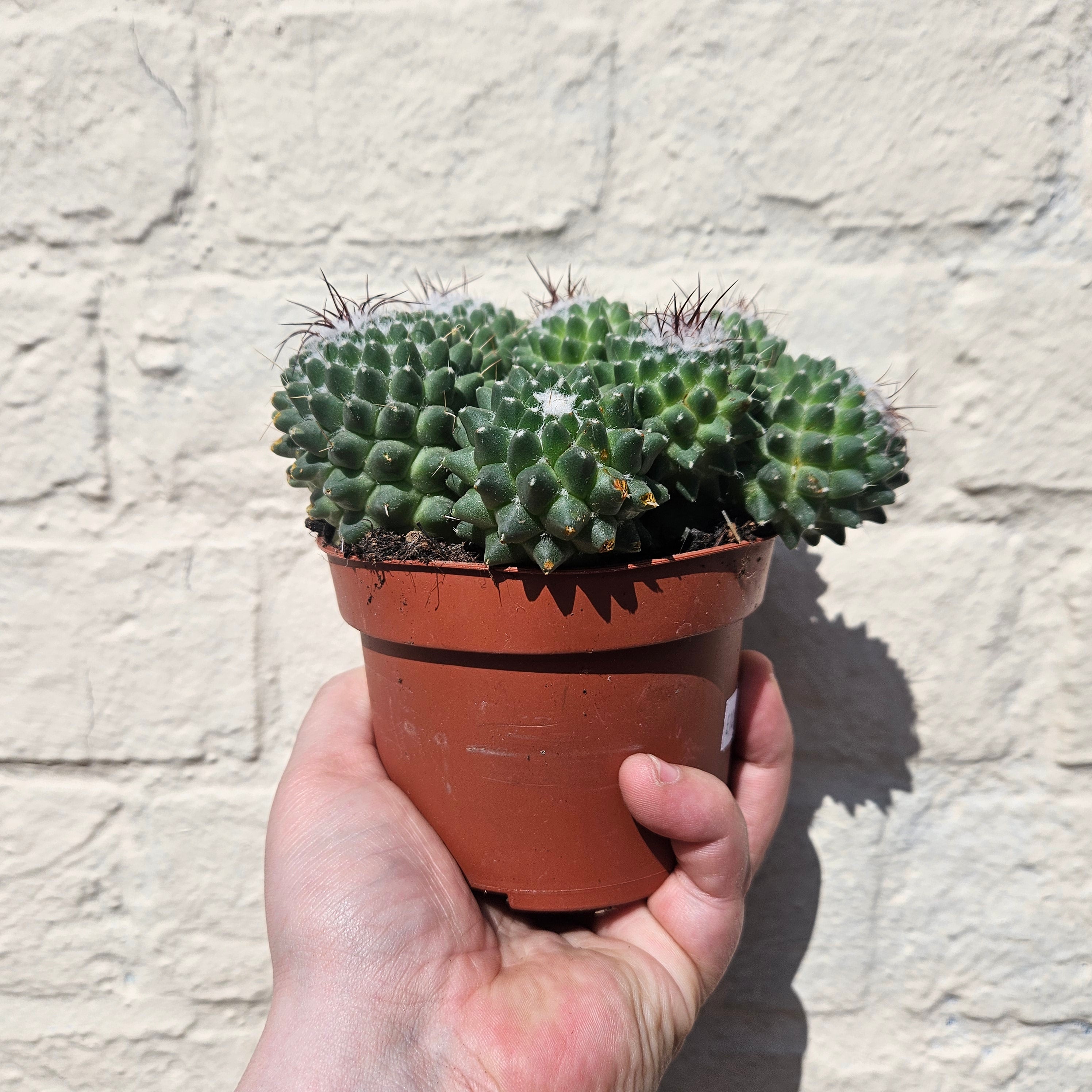 Mammillaria polythele (Many Nipple Cactus)