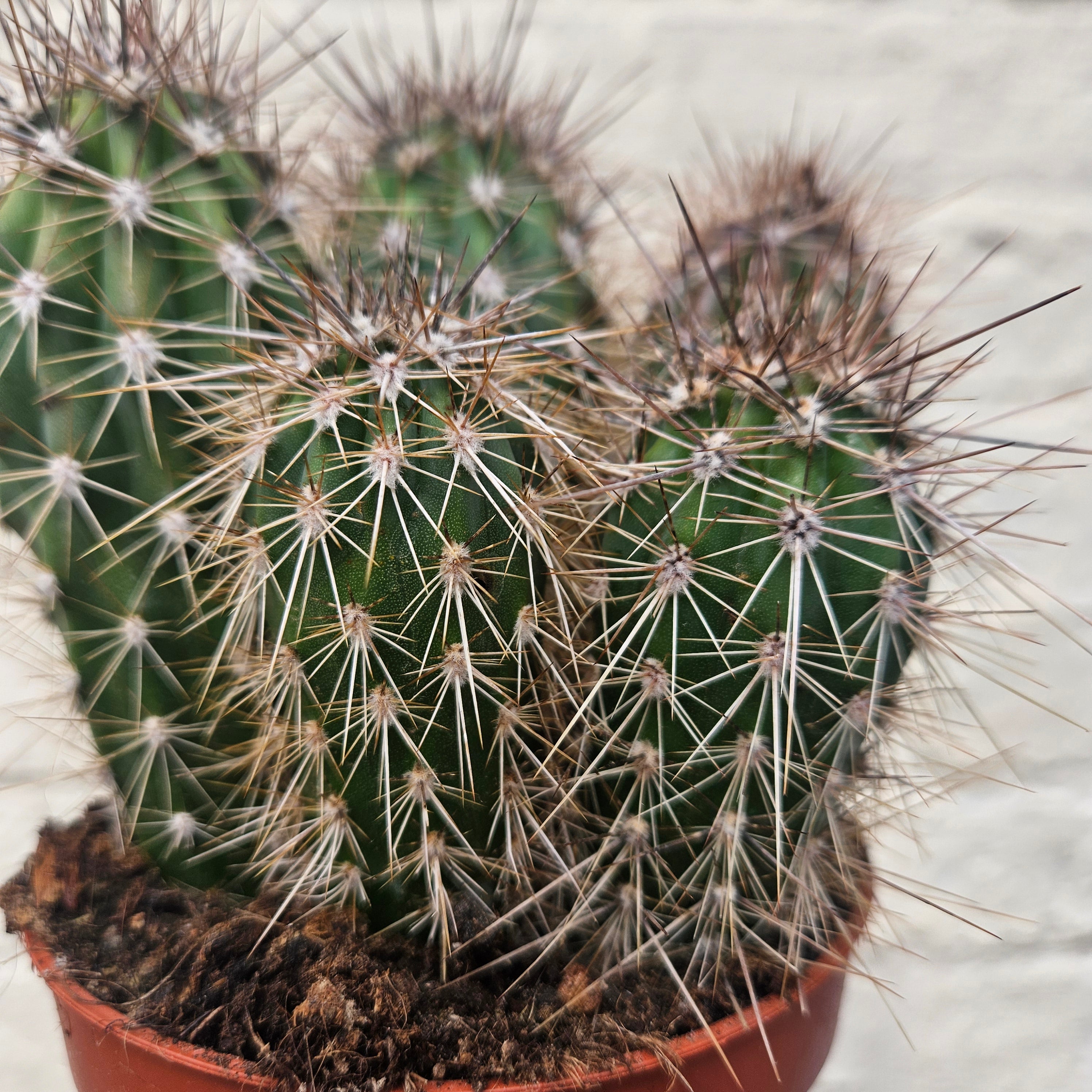 Pachycereus pringlei (Mexican Giant Cactus)