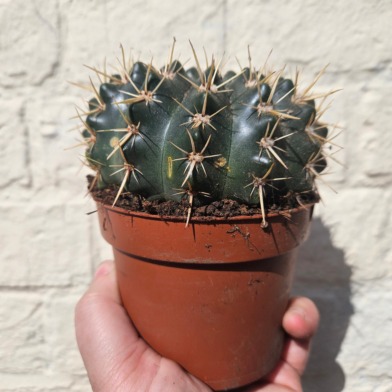 Parodia mammulosa subsp. mammulosa (Tom thumb cactus)