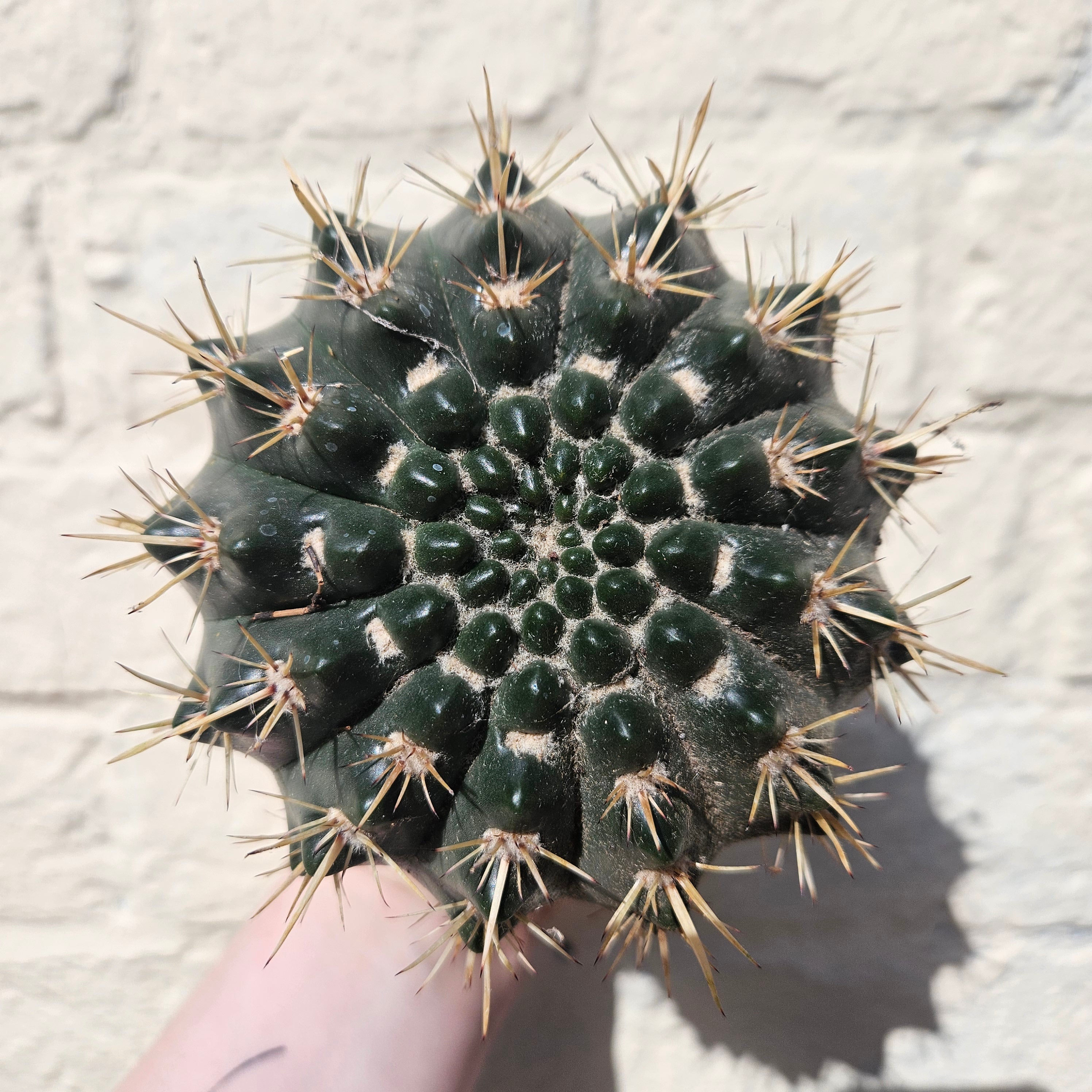 Parodia mammulosa subsp. mammulosa (Tom thumb cactus)