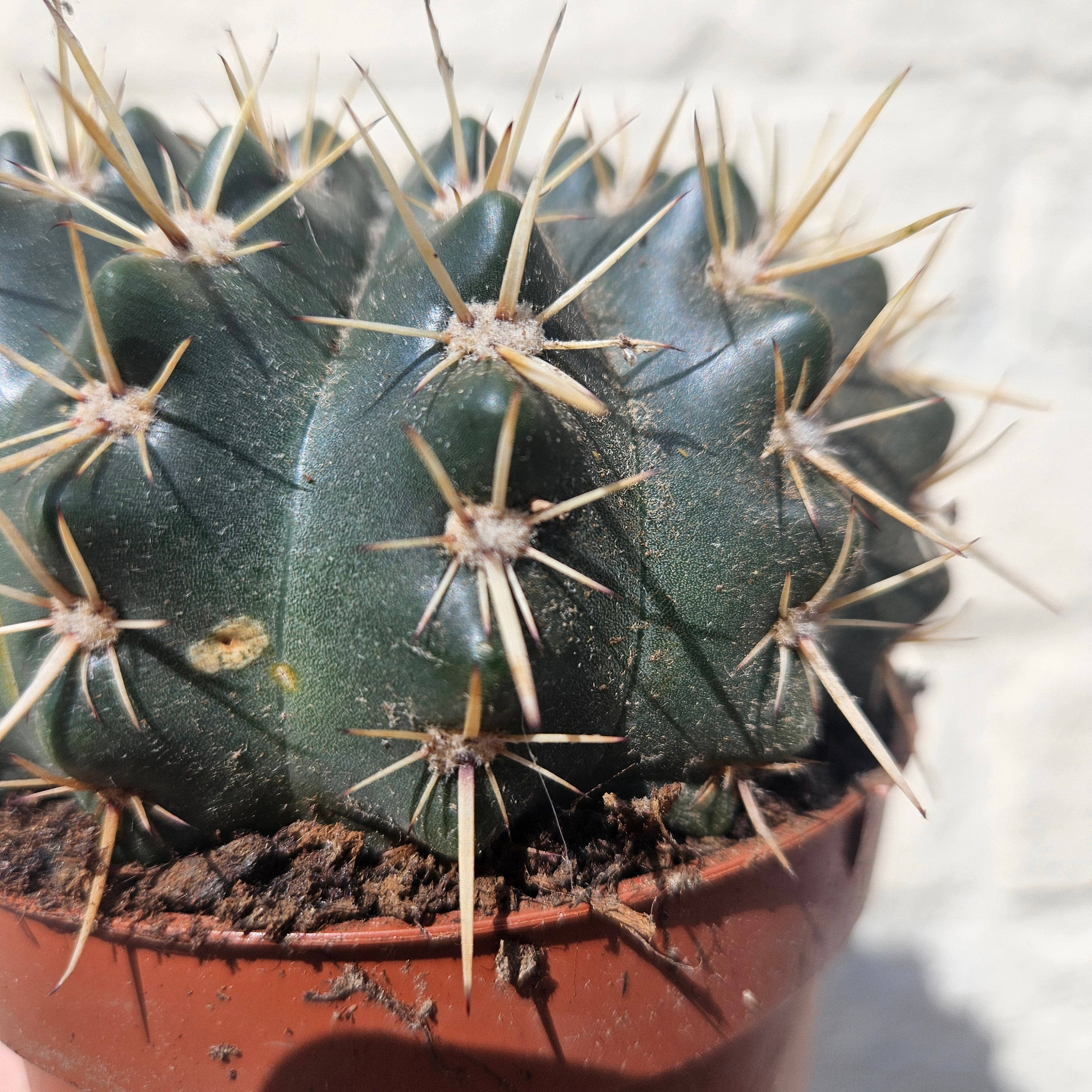 Parodia mammulosa subsp. mammulosa (Tom thumb cactus)