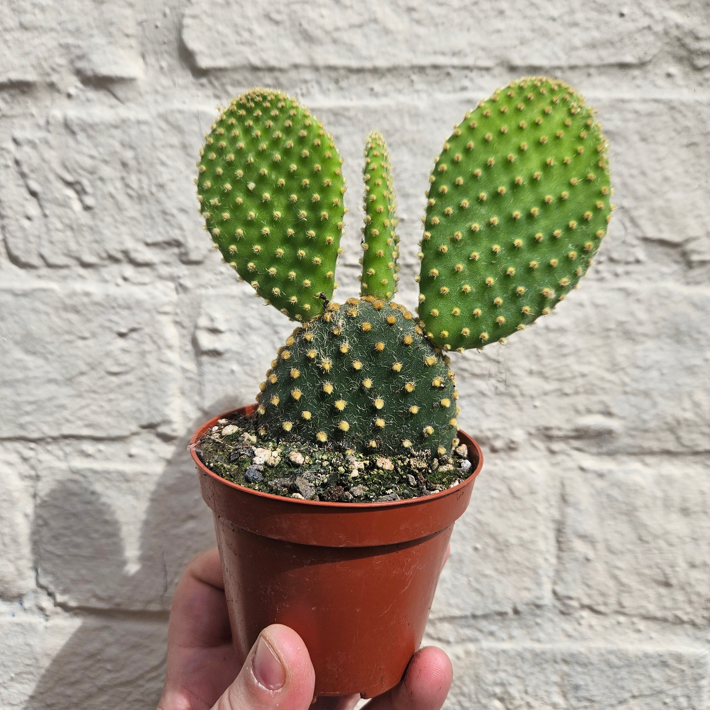 Opuntia microdasys Varieties (Bunny ear/ Angel wing cactus)
