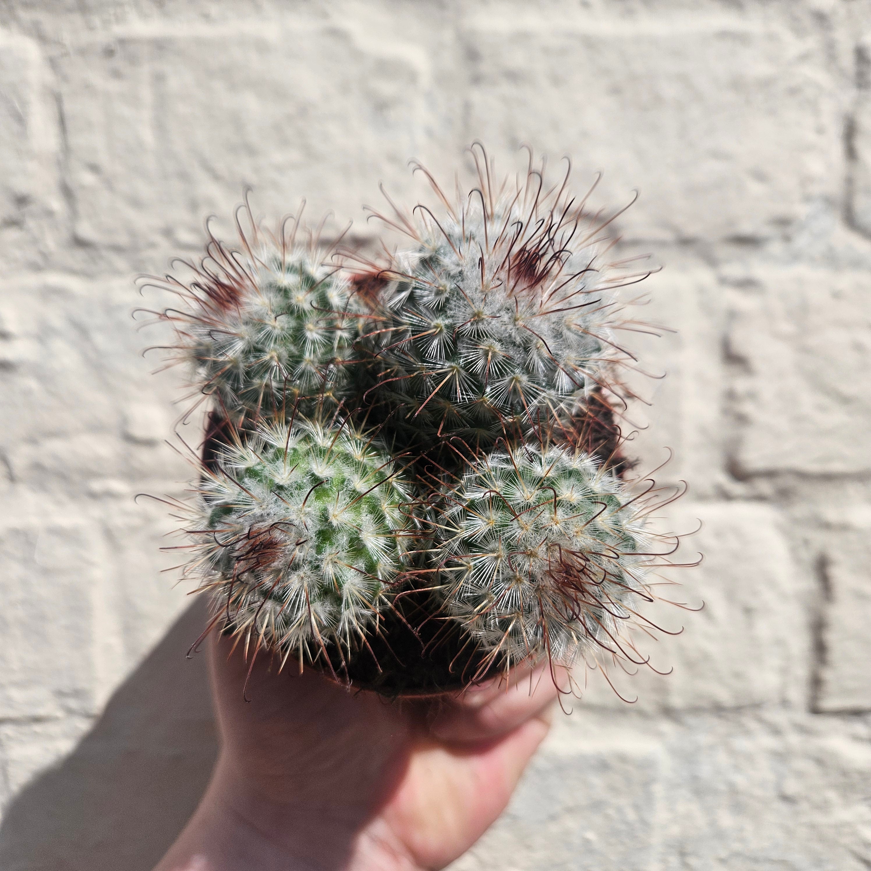 Mammillaria bombycina (Silken Pincushion Cactus)