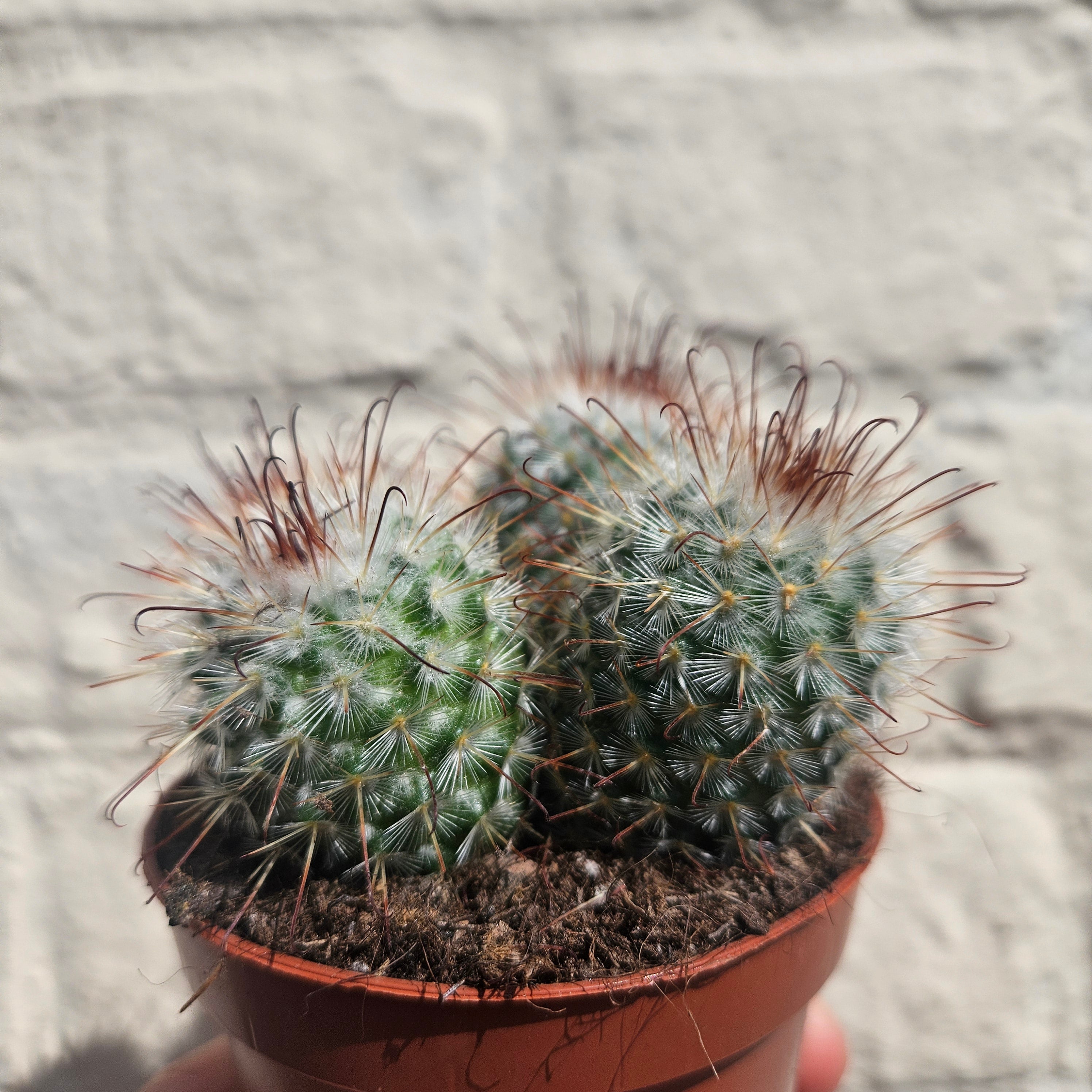 Mammillaria bombycina (Silken Pincushion Cactus)