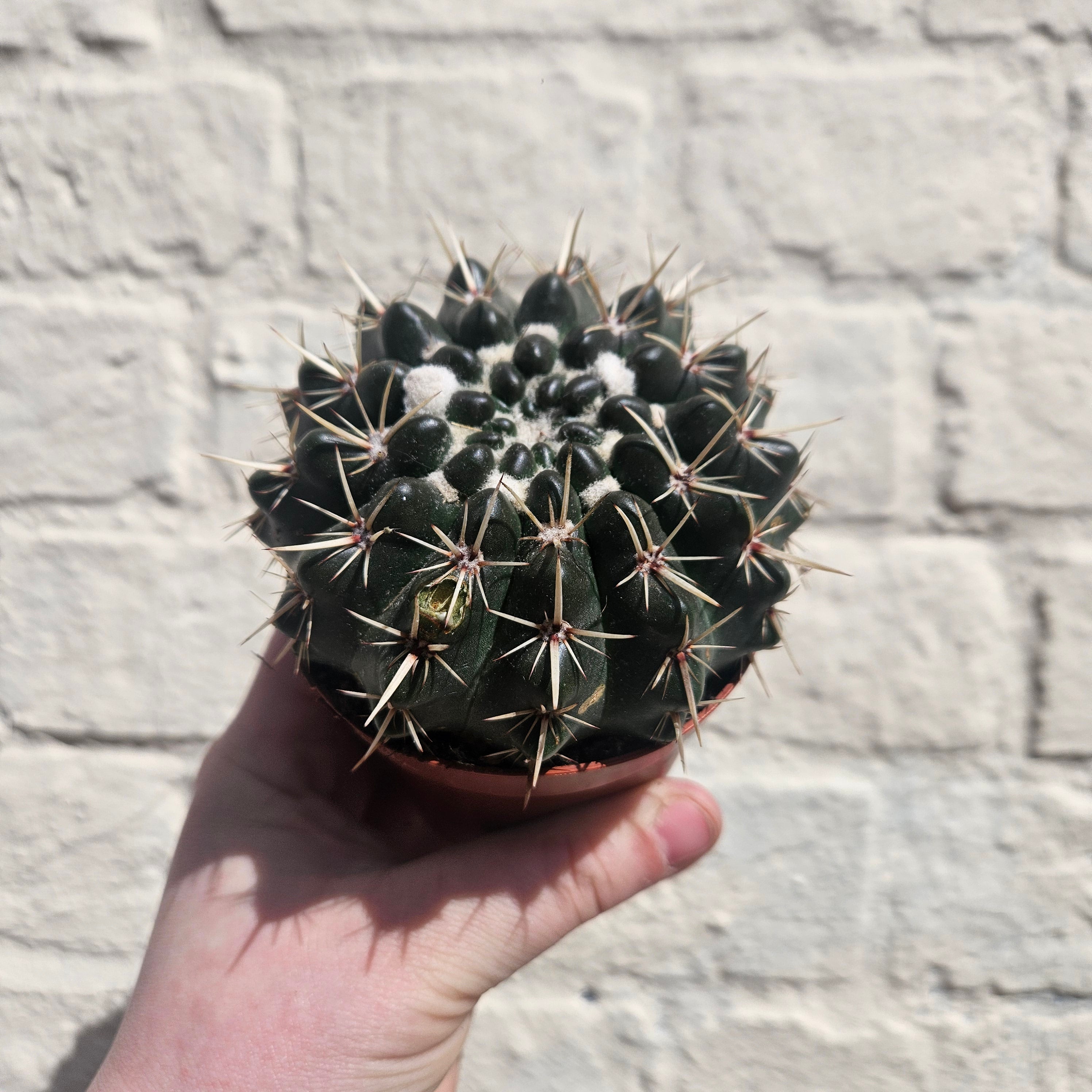 Parodia mammulosa subsp. mammulosa (Tom thumb cactus)