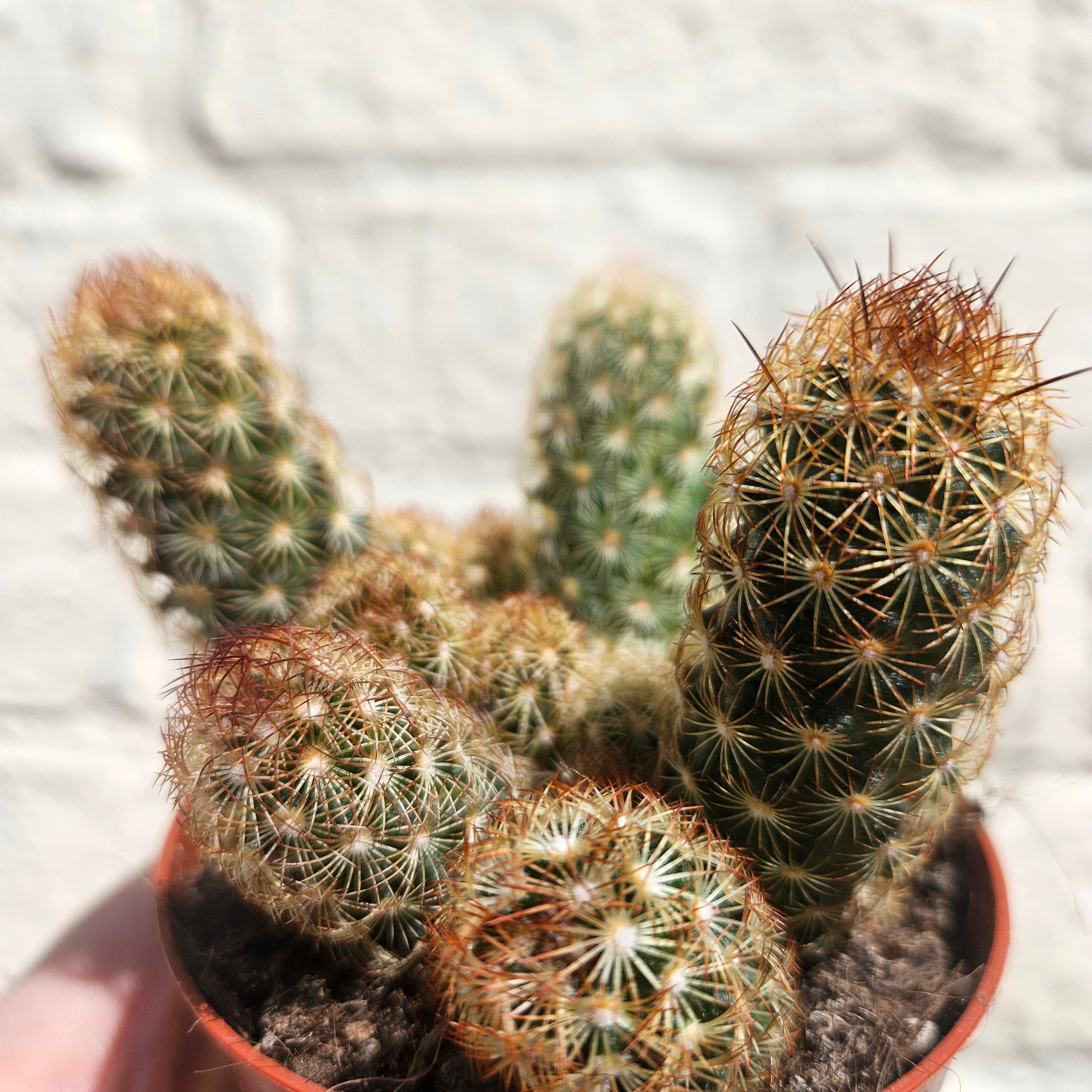 Mammillaria elongata (Ladyfinger Cactus) 2 varieties