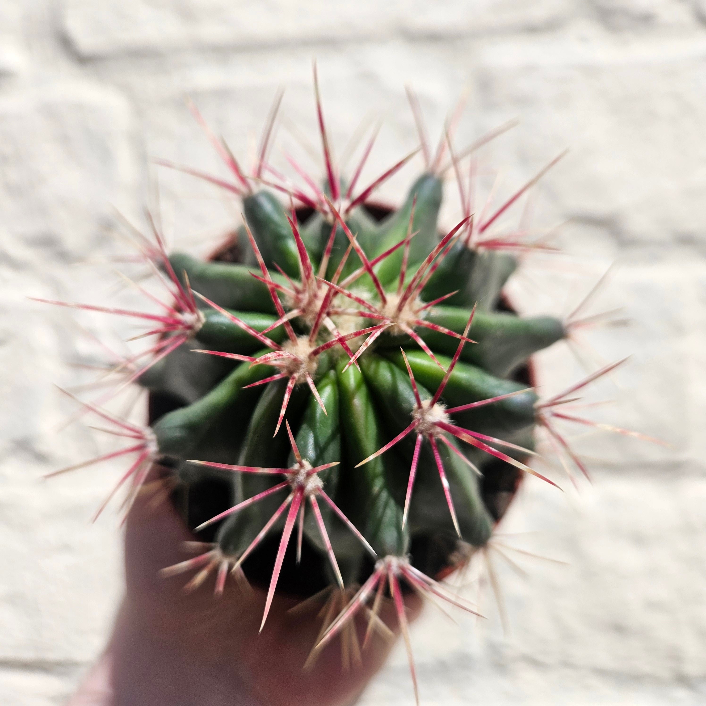 Ferocactus stainesii v. pilosus (Mexican fire barrel cactus)