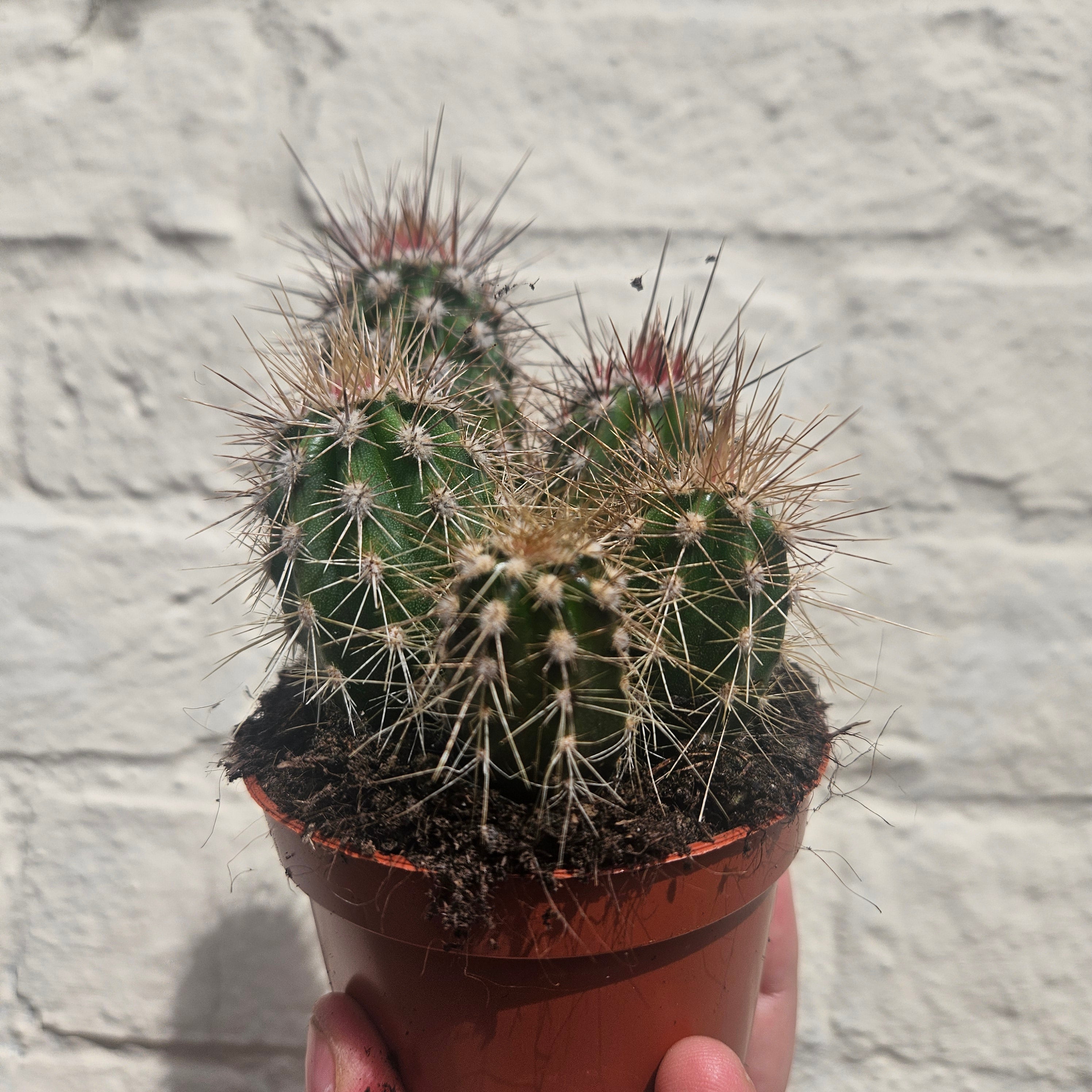 Pachycereus pringlei (Mexican Giant Cactus)