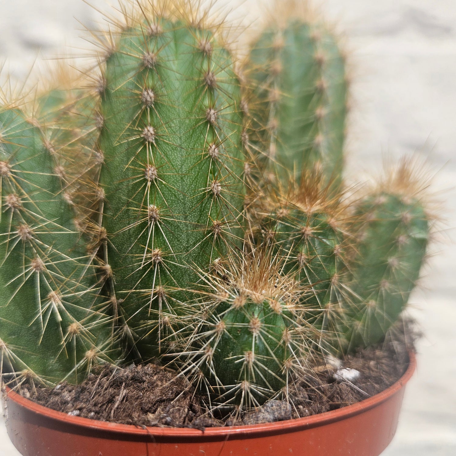 Pilosocereus pachycladus (Blue Columnar Cactus)