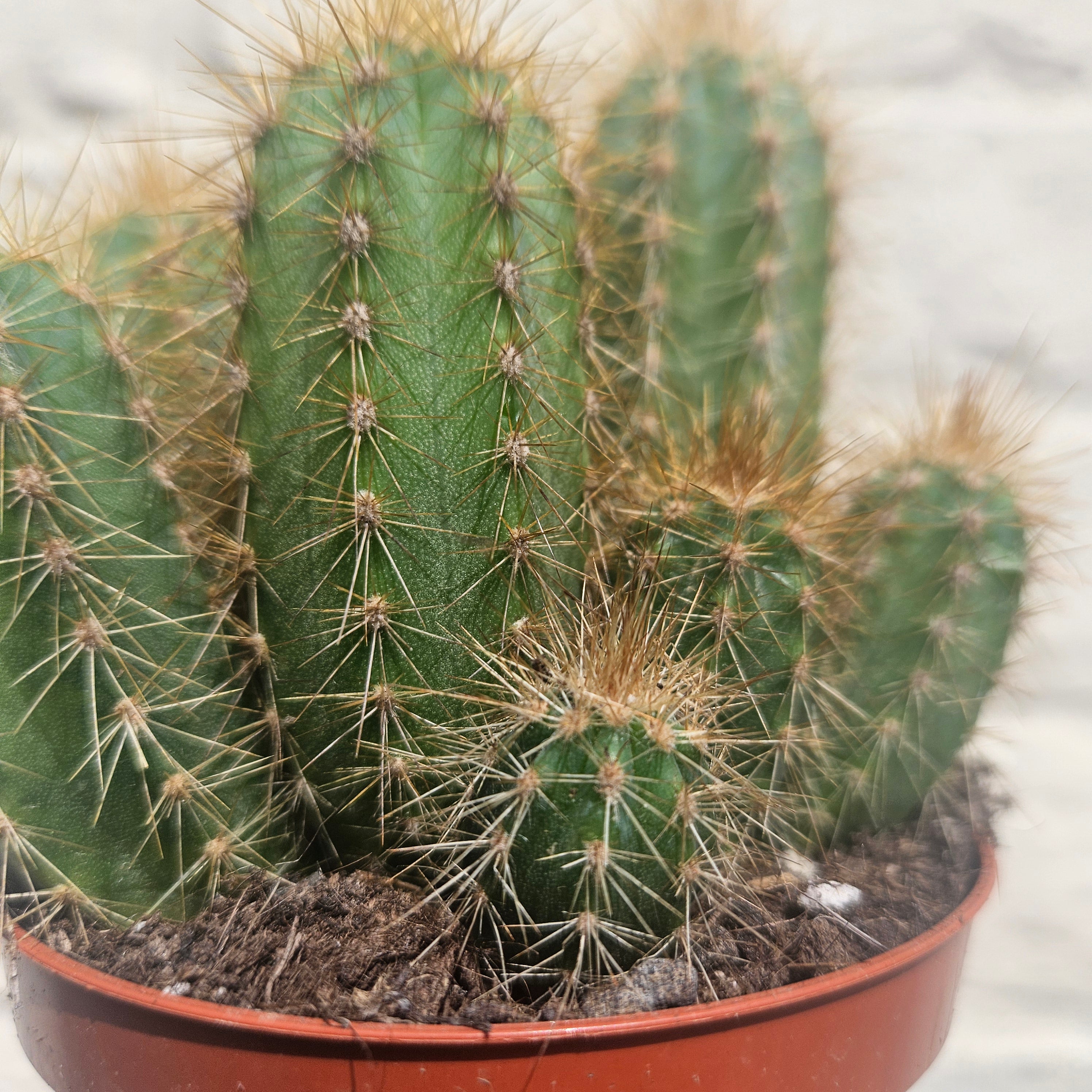 Pilosocereus pachycladus (Blue Columnar Cactus)