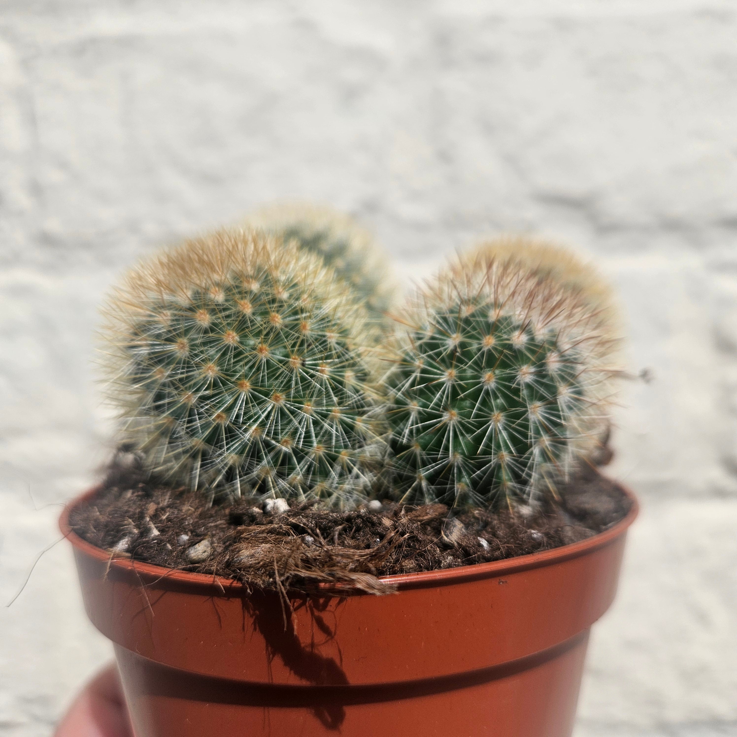 Mammillaria spinosissima subs. pilcayensis