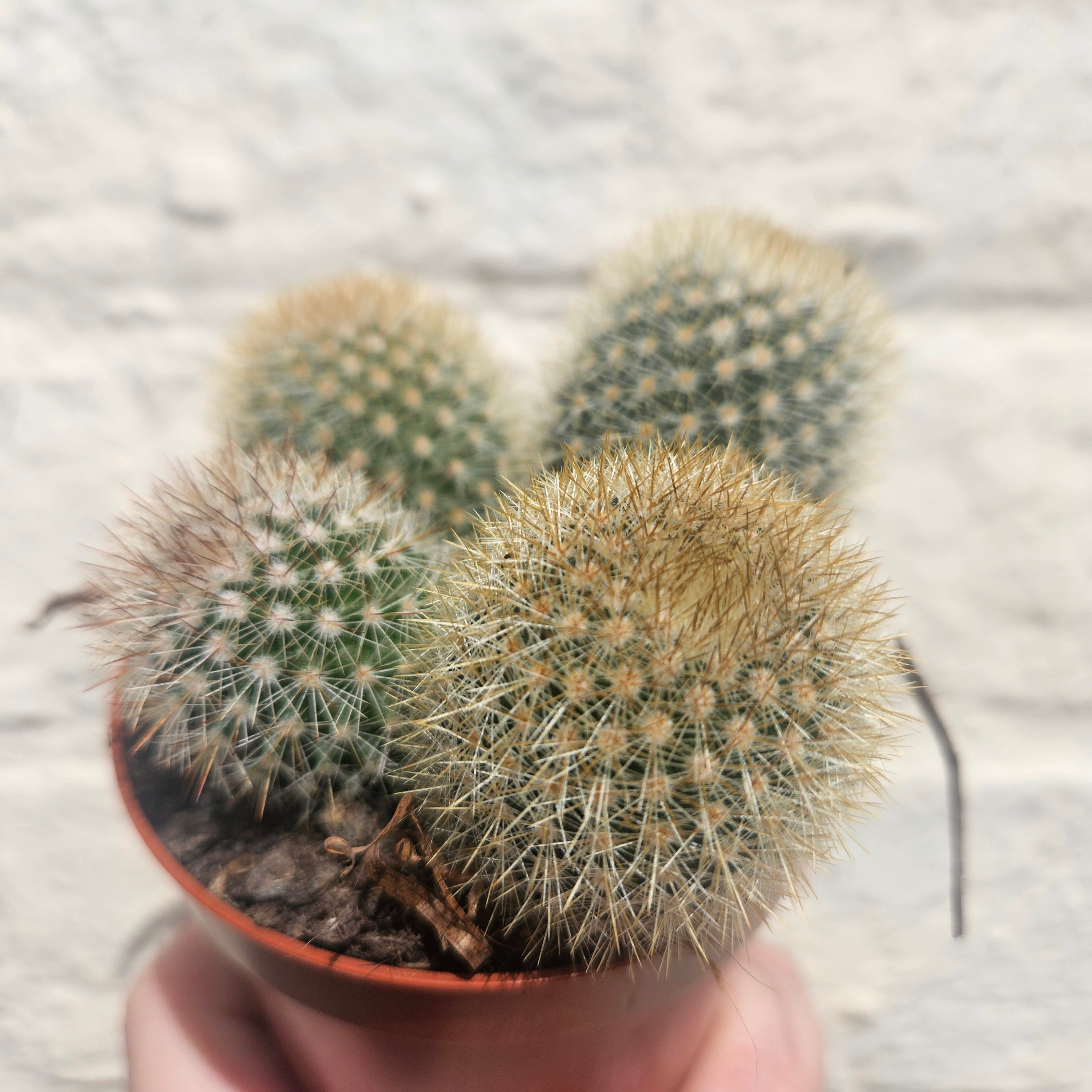 Mammillaria spinosissima subs. pilcayensis