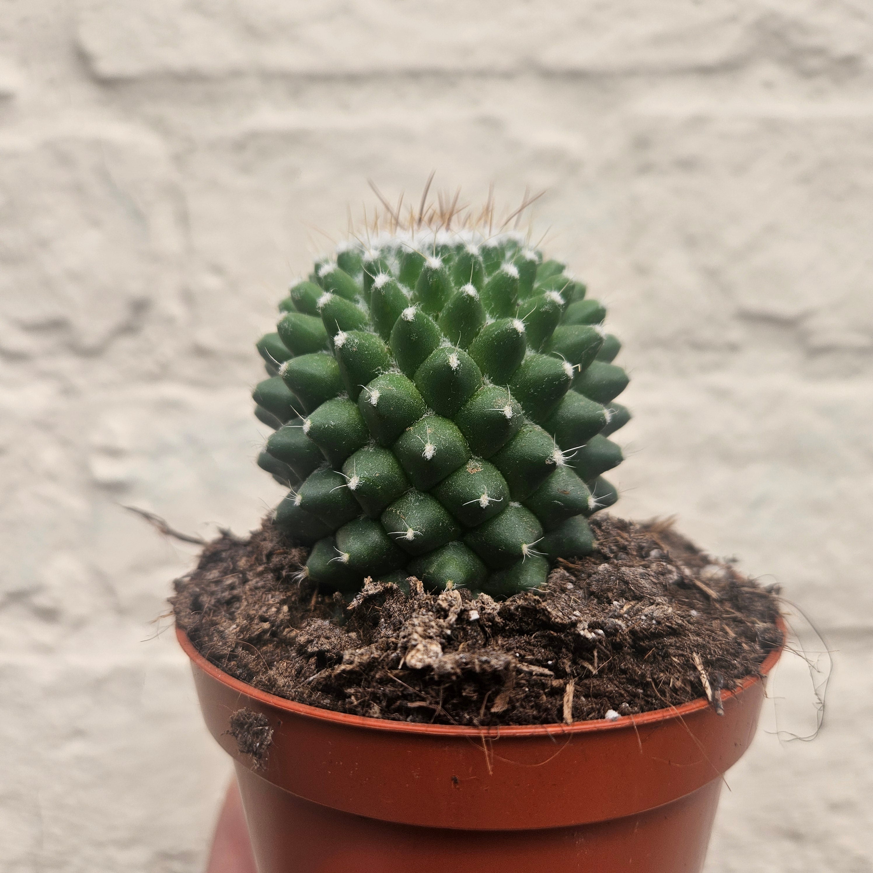 Mammillaria polythele (Many Nipple Cactus)