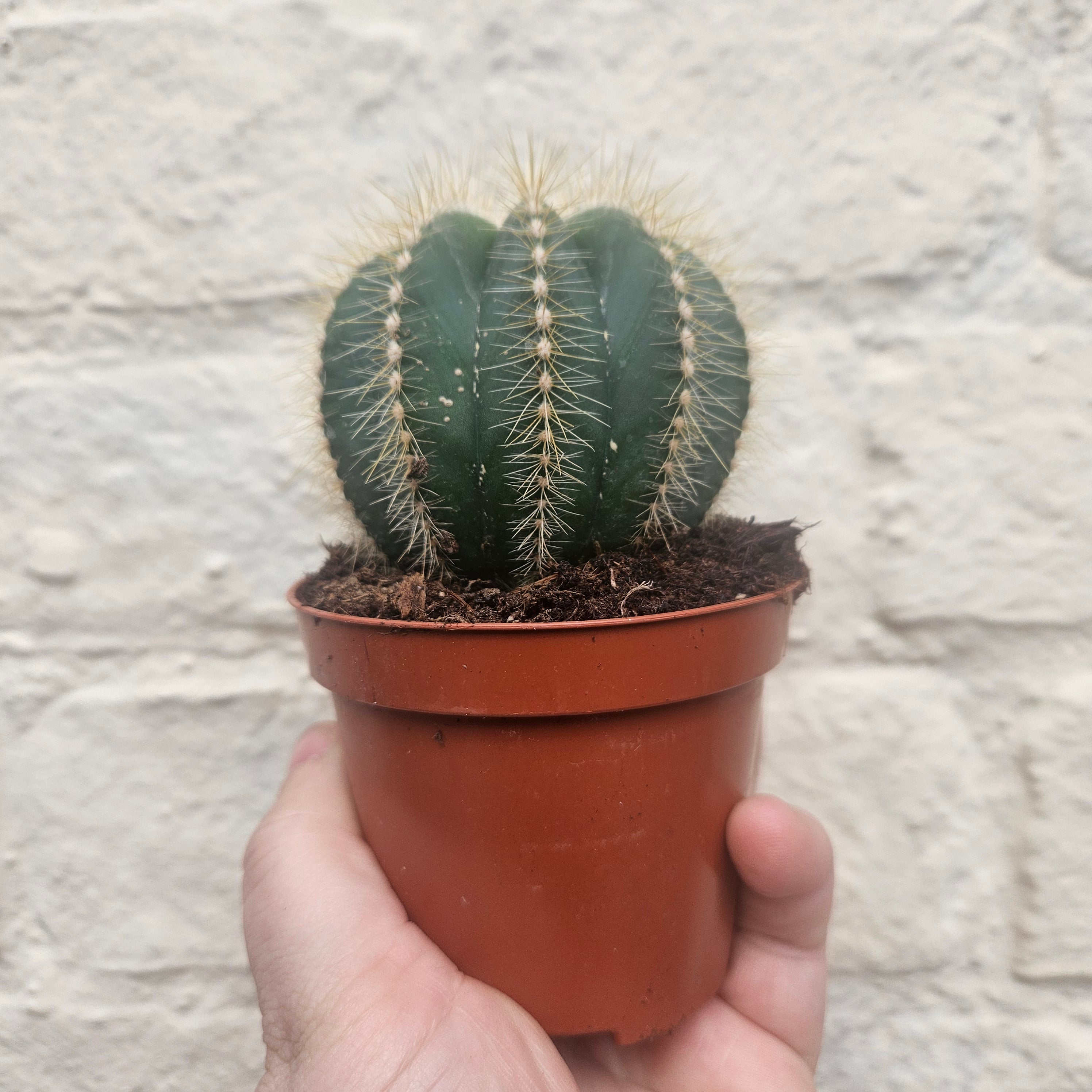 Parodia magnifica (Magnificent Ball cactus)