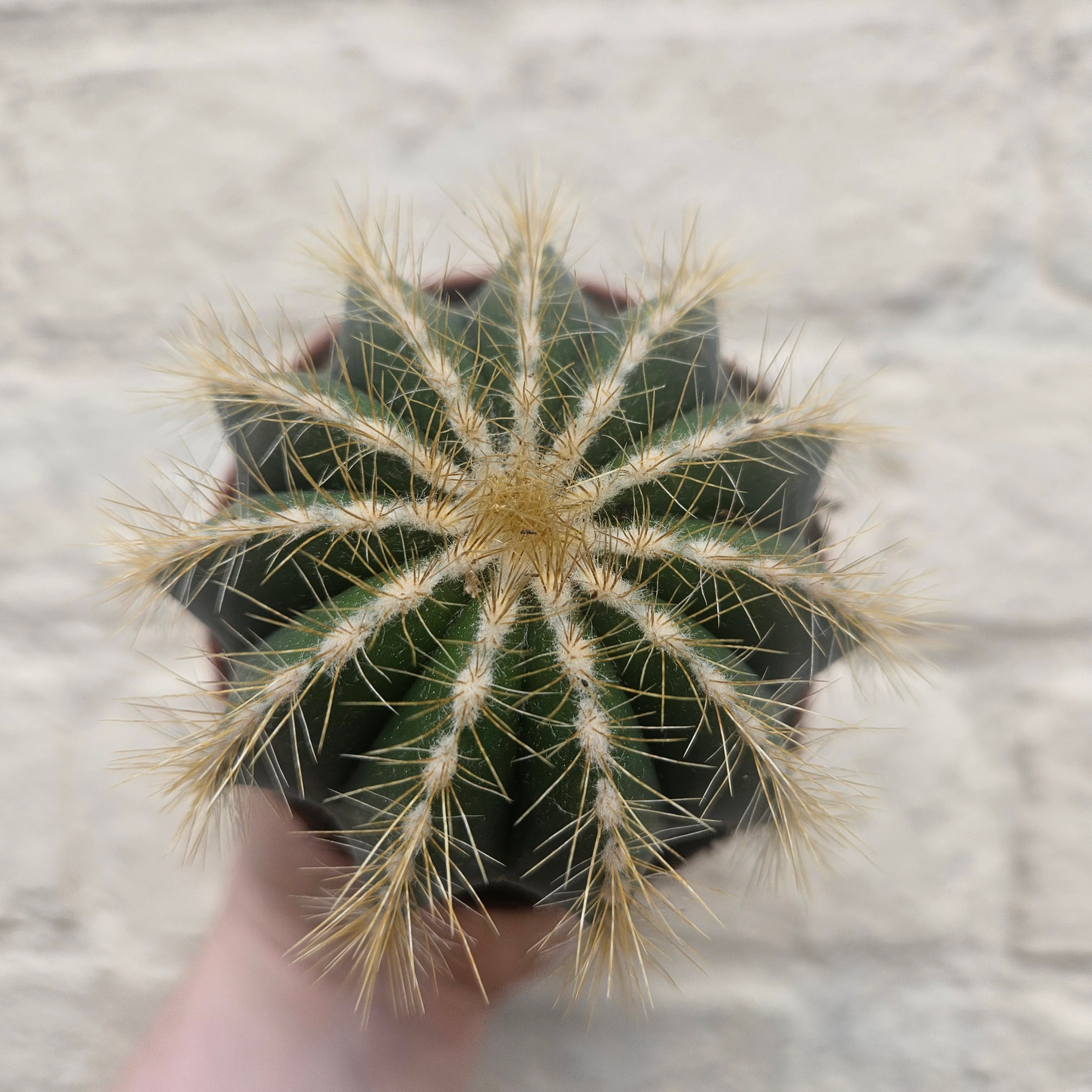 Parodia magnifica (Magnificent Ball cactus)
