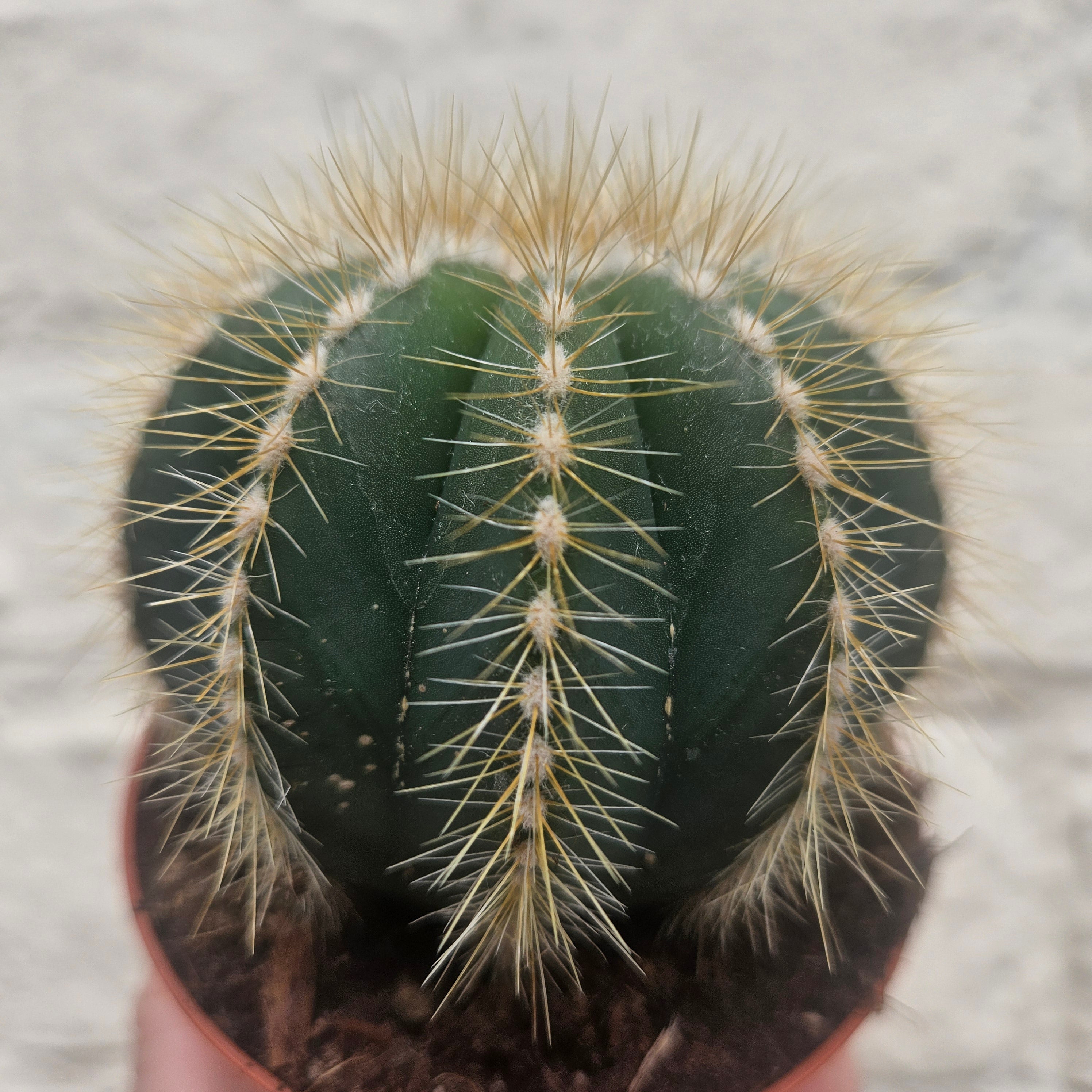 Parodia magnifica (Magnificent Ball cactus)