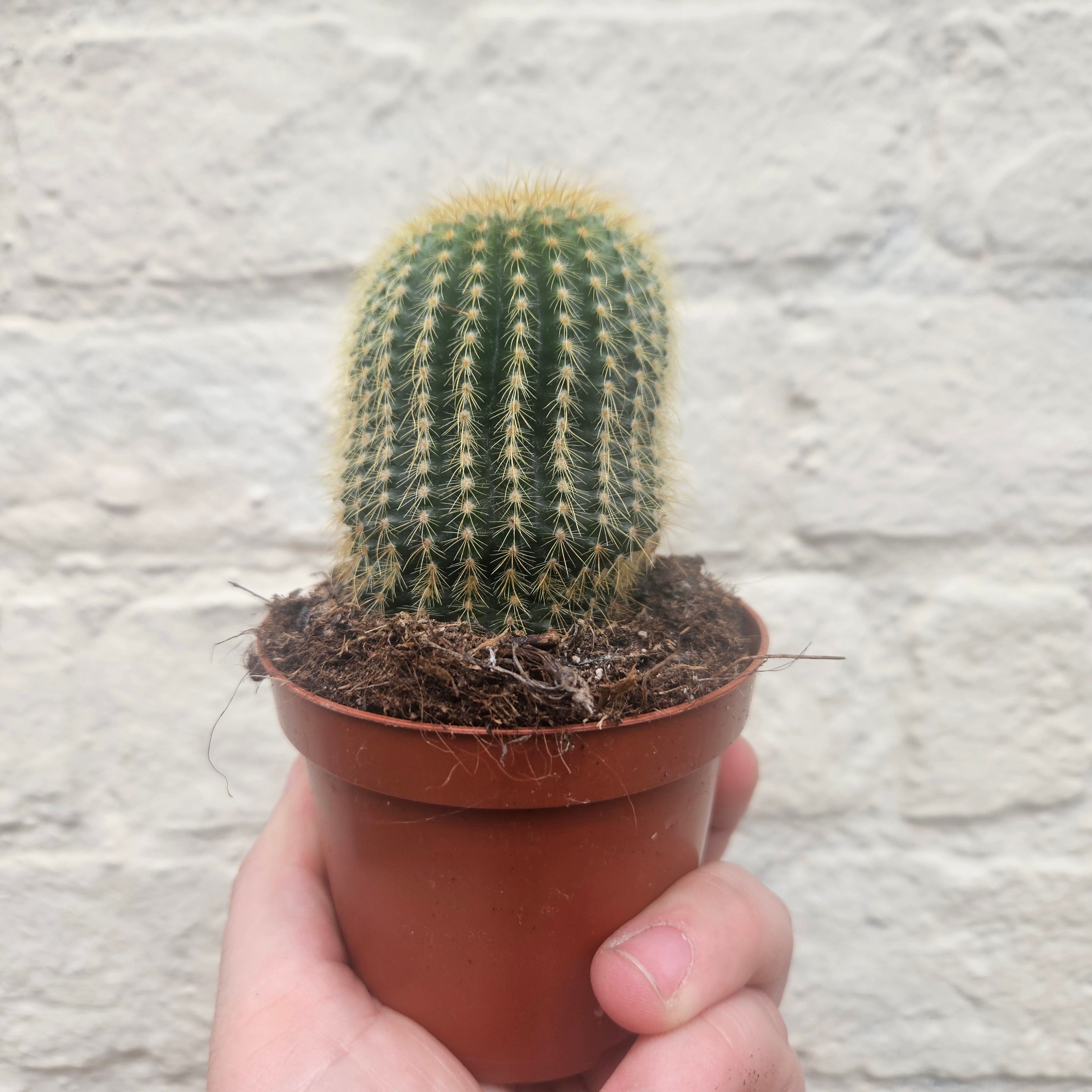 Parodia leninghausii syn. Notocactus leninghausii (Golden Ball Cactus)
