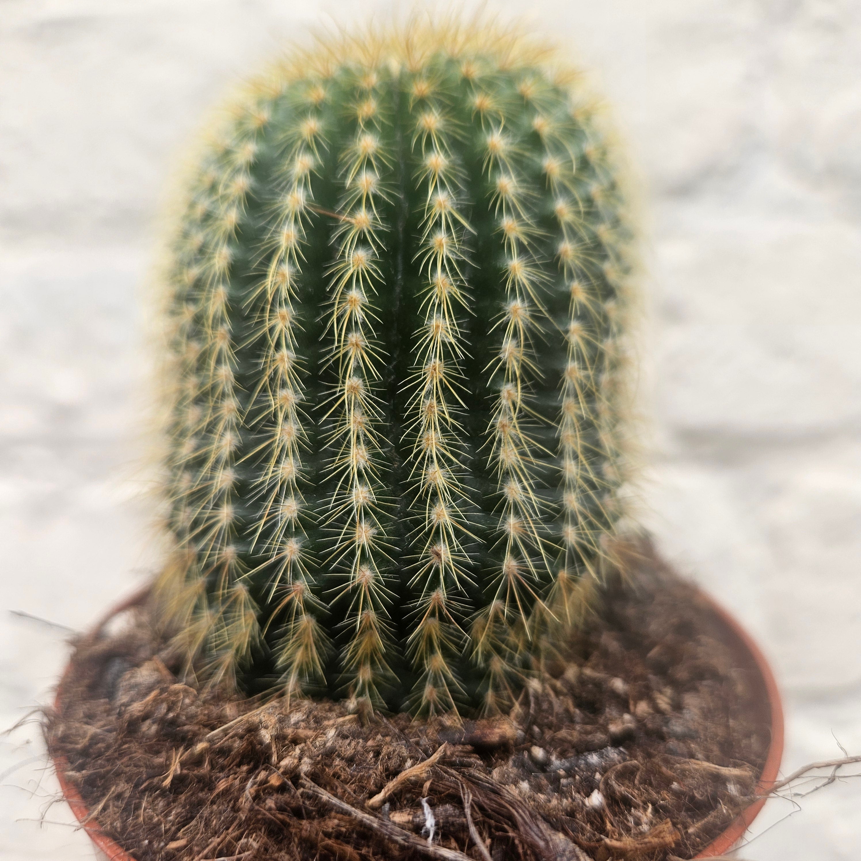 Parodia leninghausii syn. Notocactus leninghausii (Golden Ball Cactus)