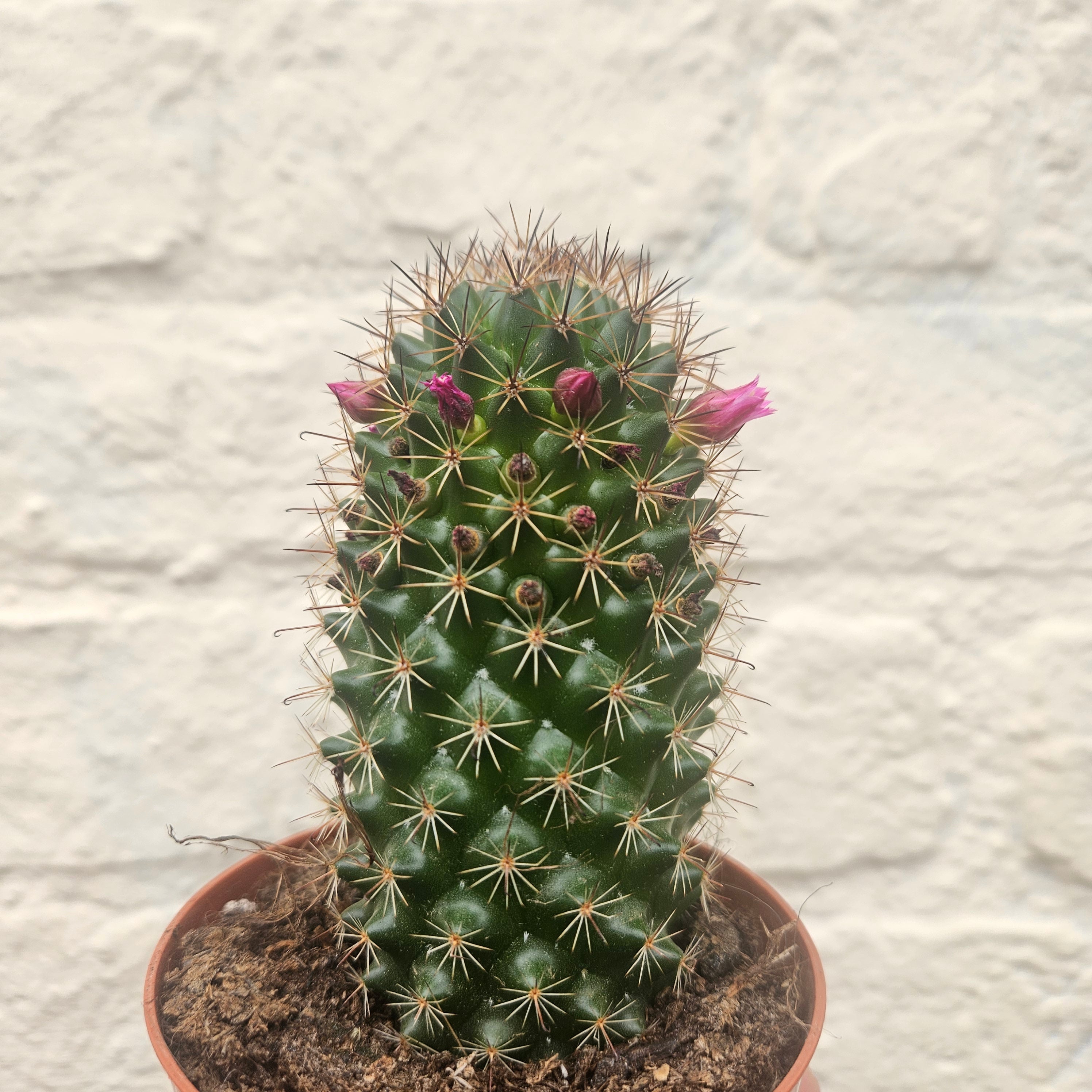 Mammillaria ernestii (True Mammillaria)