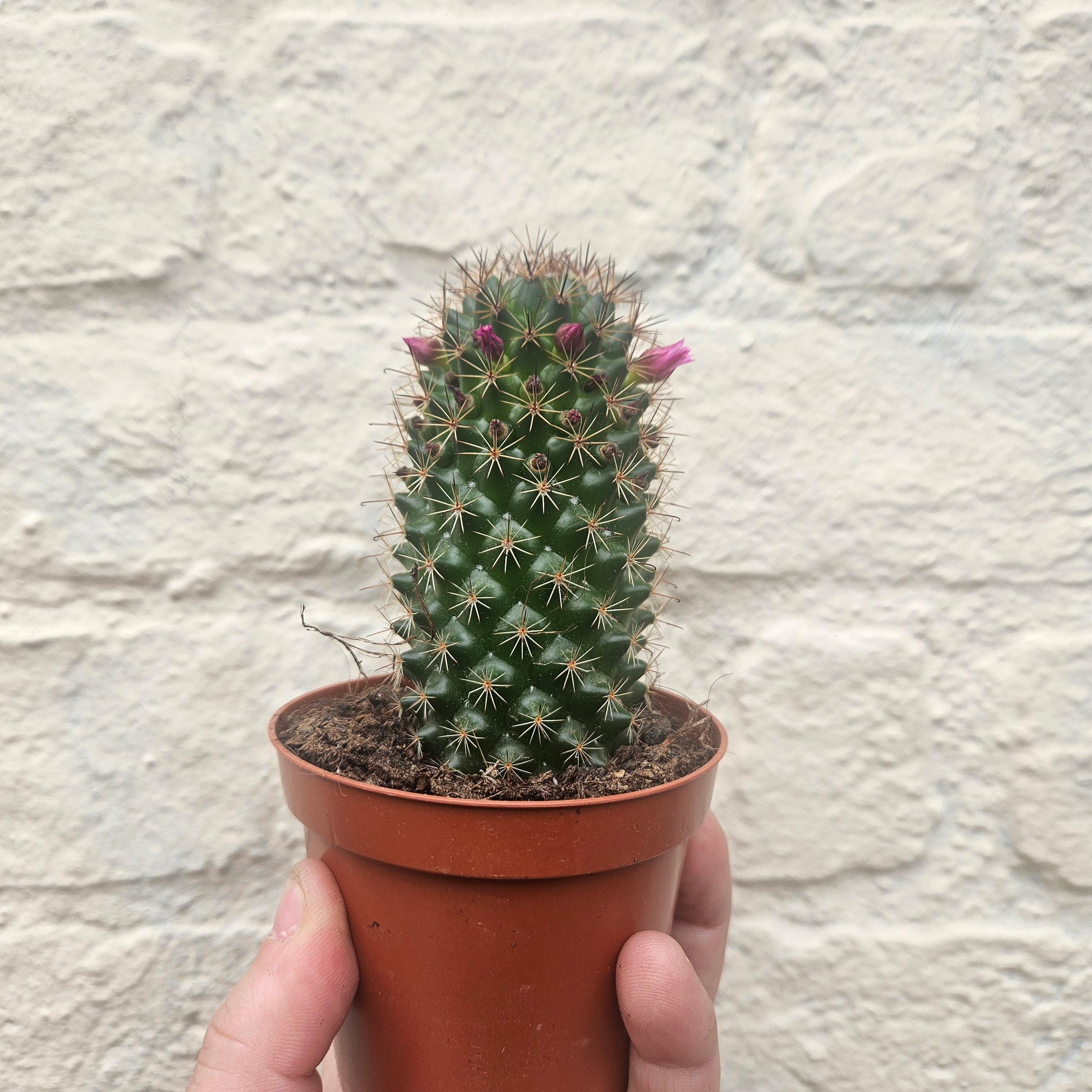 Mammillaria ernestii (True Mammillaria)