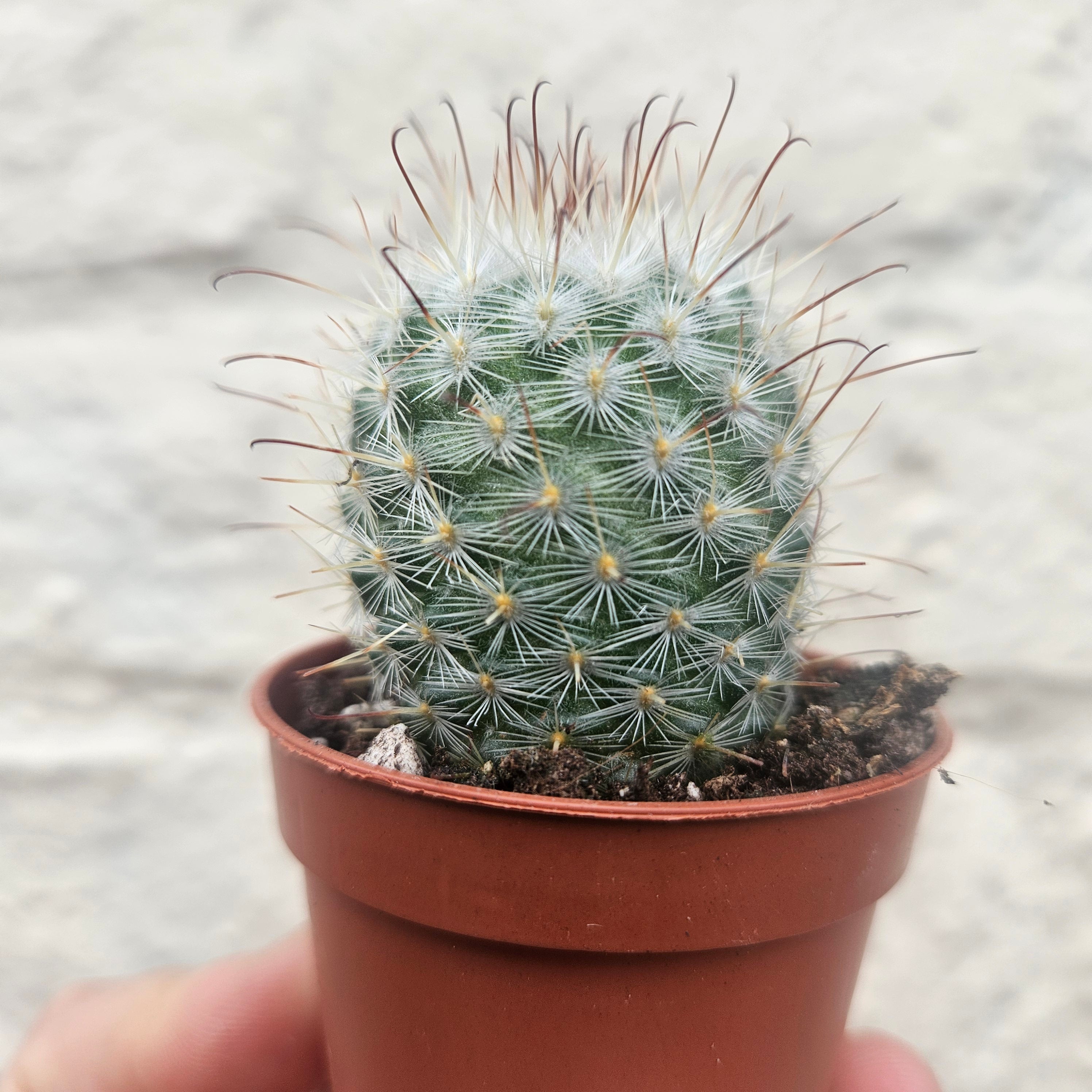 Mammillaria bombycina (Silken Pincushion Cactus)