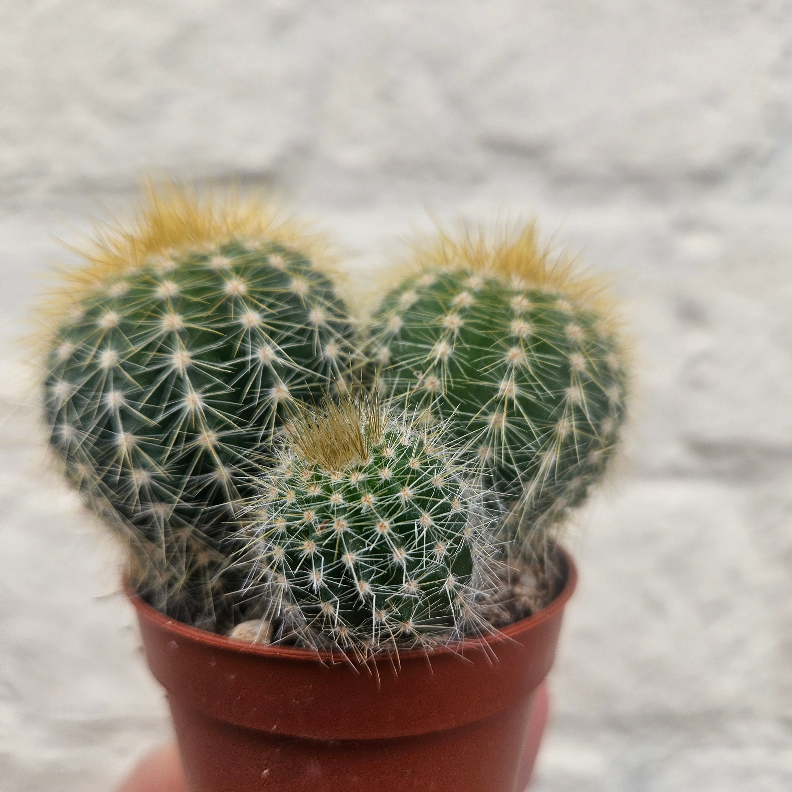Notocactus warasii (Parodia warasii)