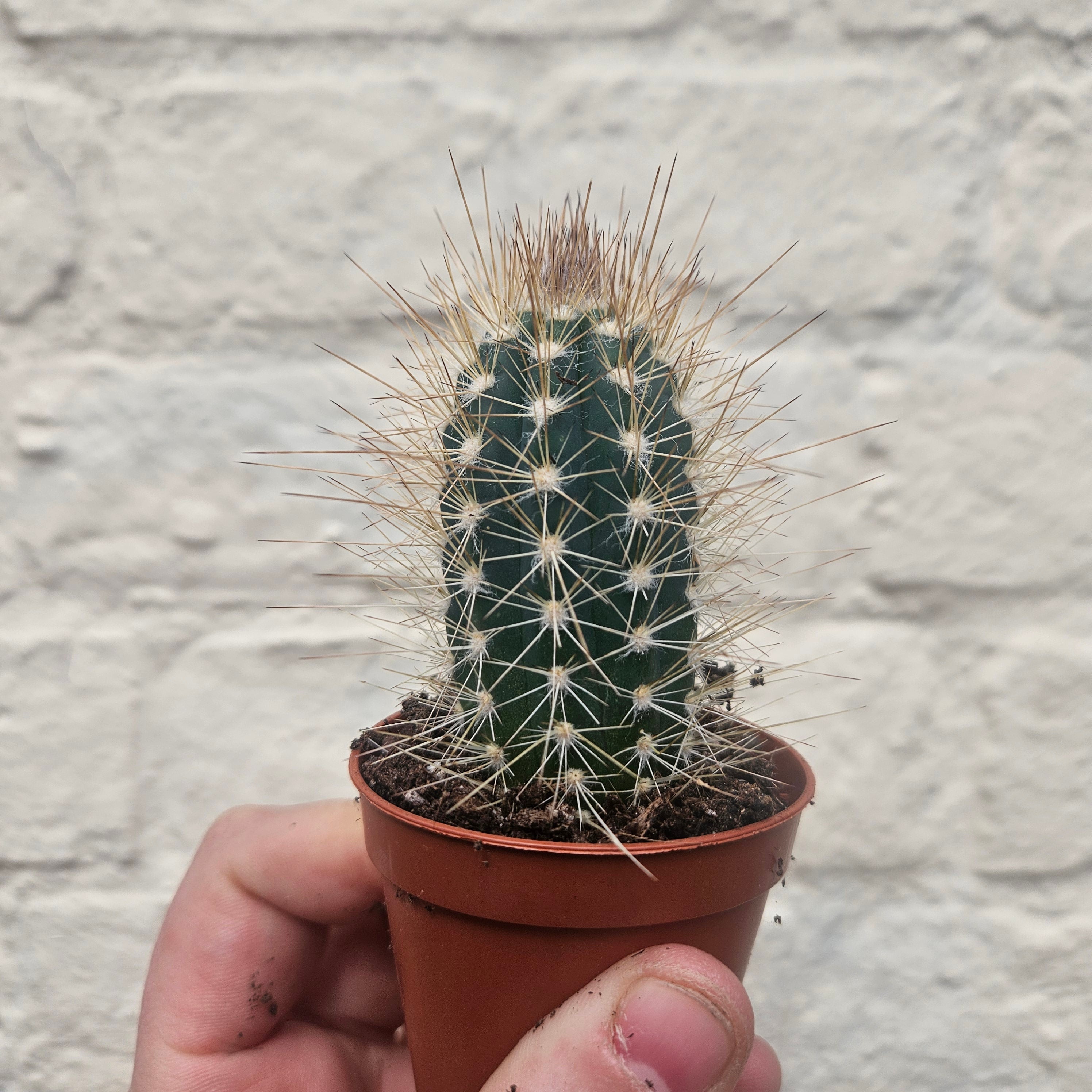 Xique xique gounellei syn. Pilosocereus gounellei (Chique- Chique cactus)