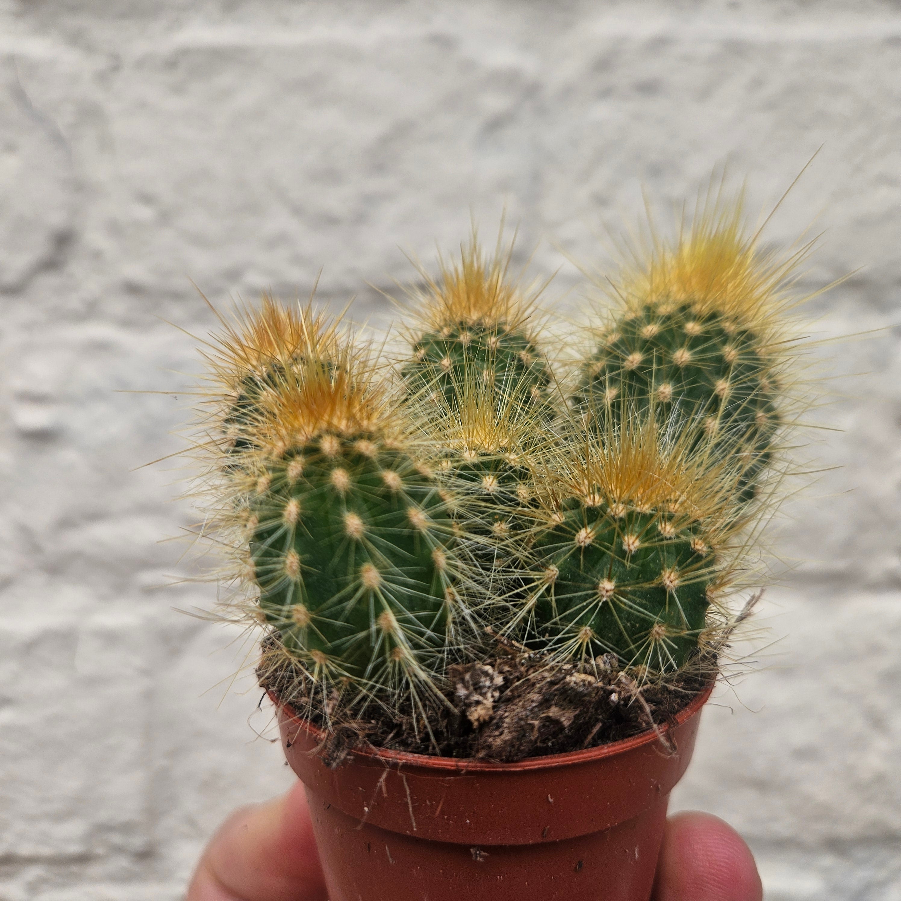 Vatricania guentheri syn. Espostoa guentheri (Red Fox Tail Cactus)