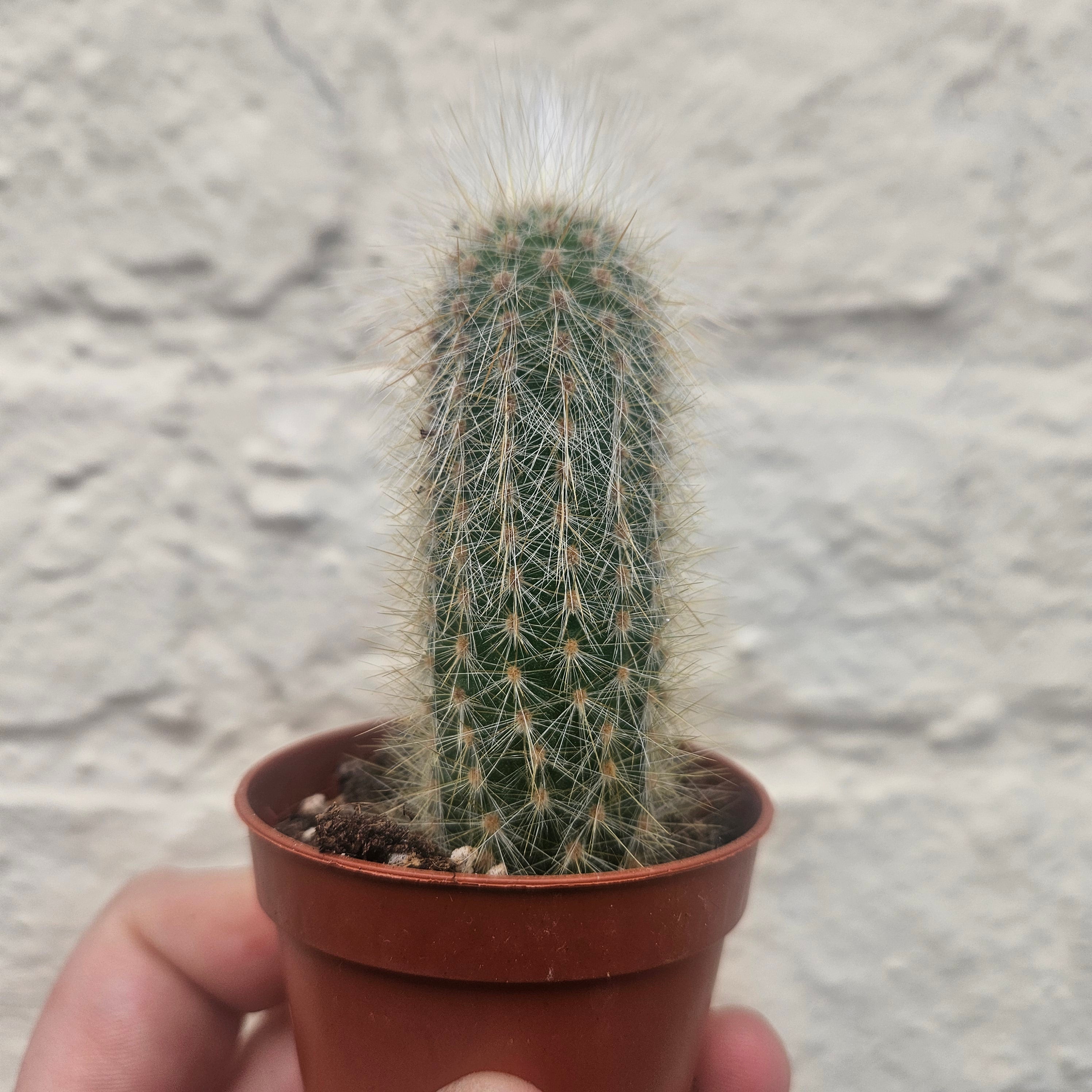 Cleistocactus strausii (Wooly torch/ Silver torch cactus)