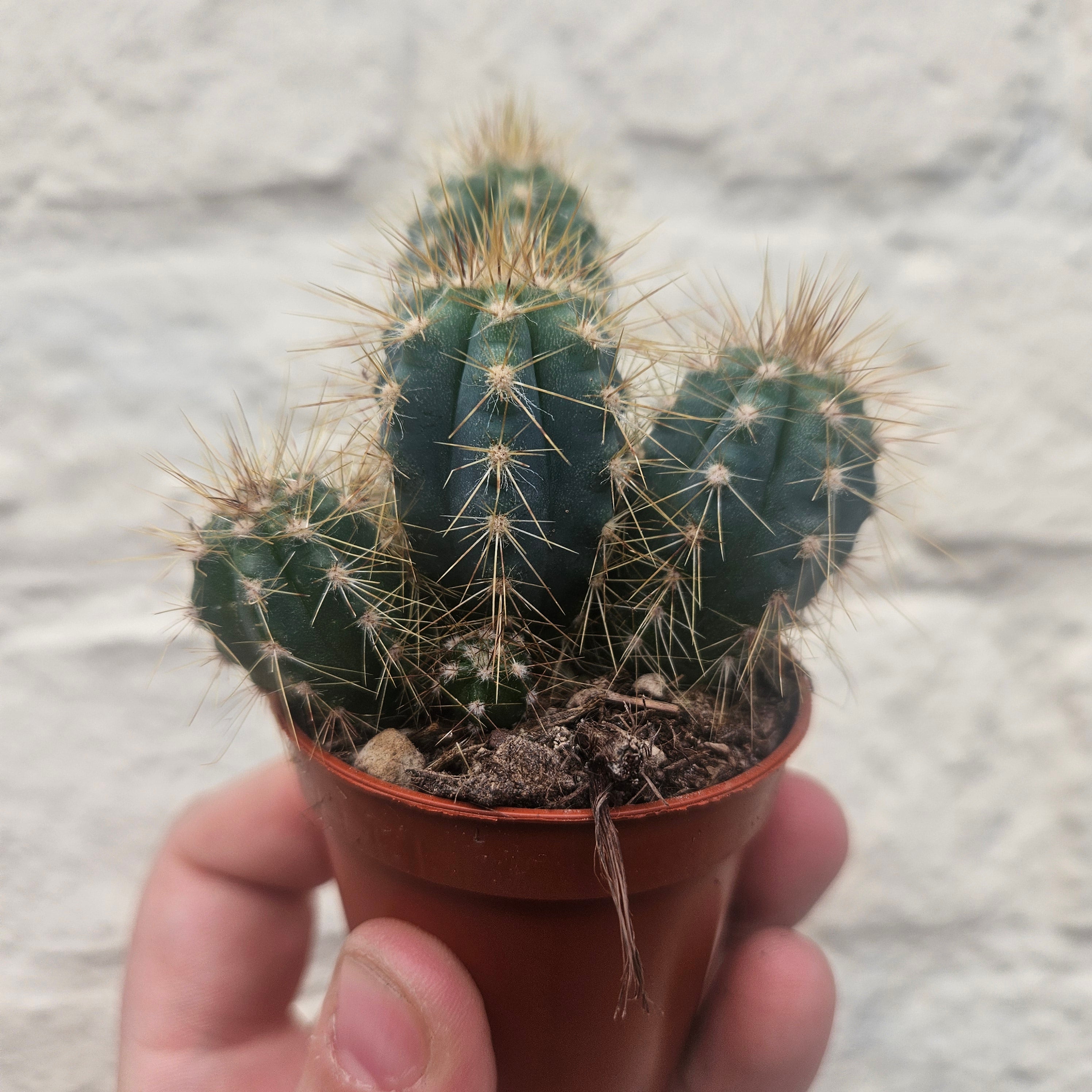 Pilosocereus azureus syn. Cereus azureus (Blue Torch Cactus)